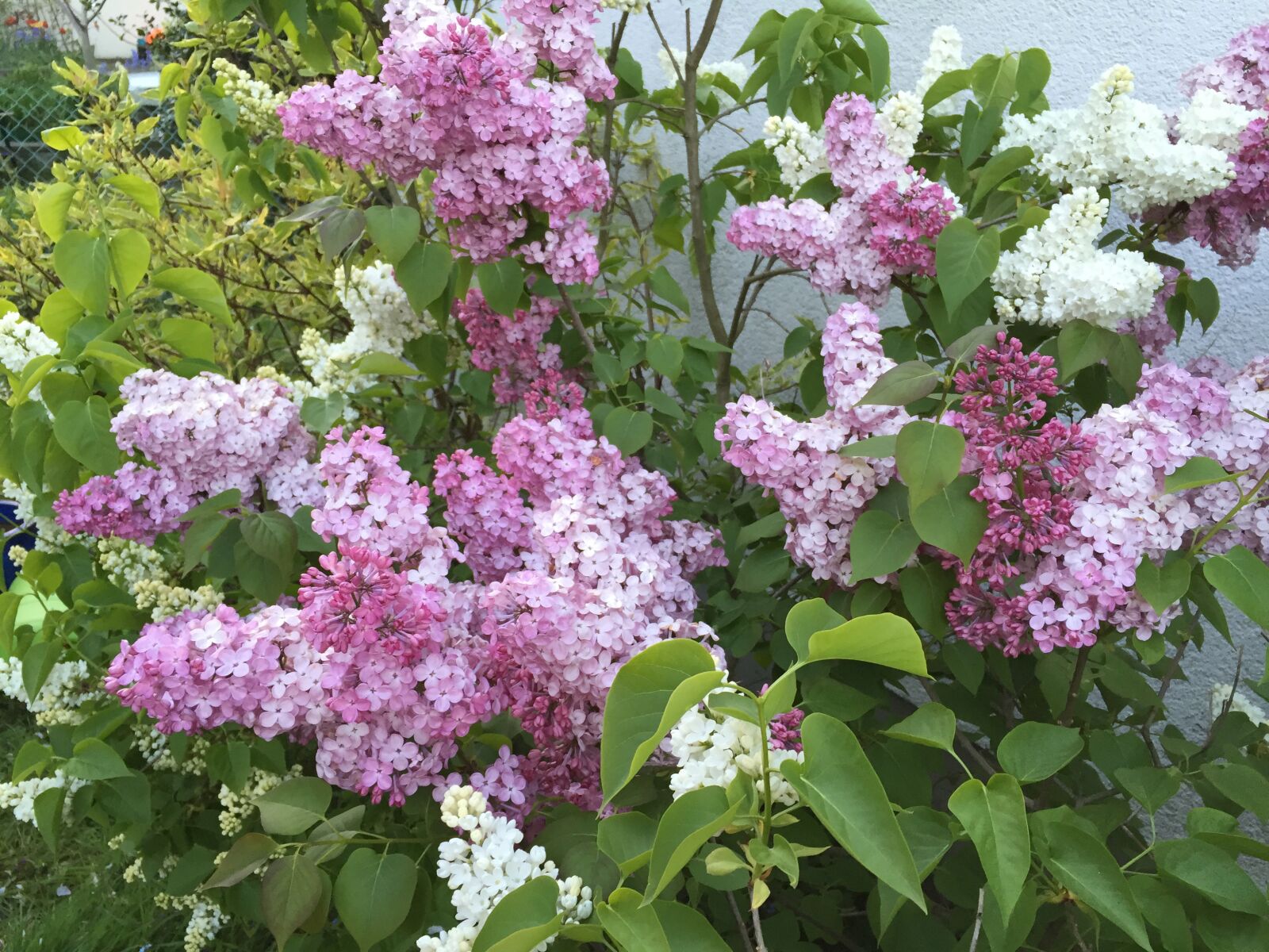 iPhone 6 back camera 4.15mm f/2.2 sample photo. Lilac, bush, nature photography