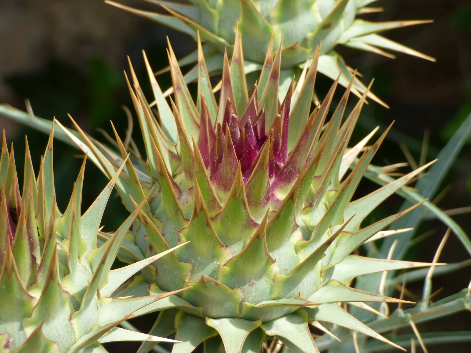 Panasonic Lumix DMC-FZ70 sample photo. Artichoke, skewers, stinging photography