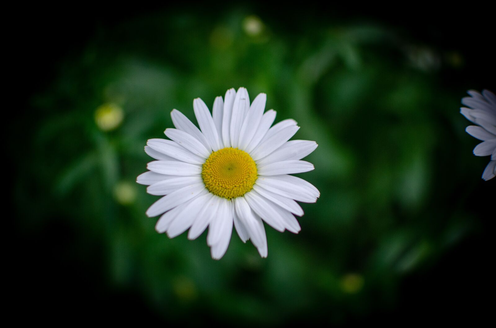 Nikon D5100 sample photo. Macro, photo, flowers photography