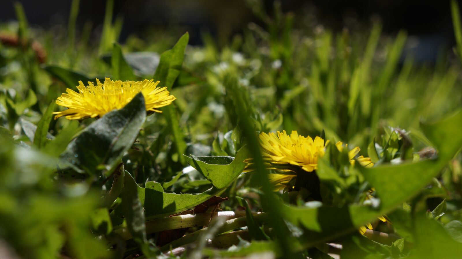 Sony Alpha a3000 + Sony E 18-55mm F3.5-5.6 OSS sample photo. Nature, flora, flower photography