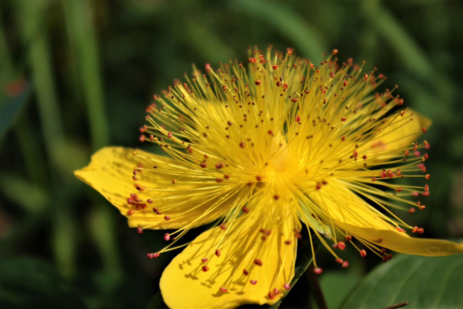 Canon EOS 1200D (EOS Rebel T5 / EOS Kiss X70 / EOS Hi) sample photo. Flower, yellow, nature photography