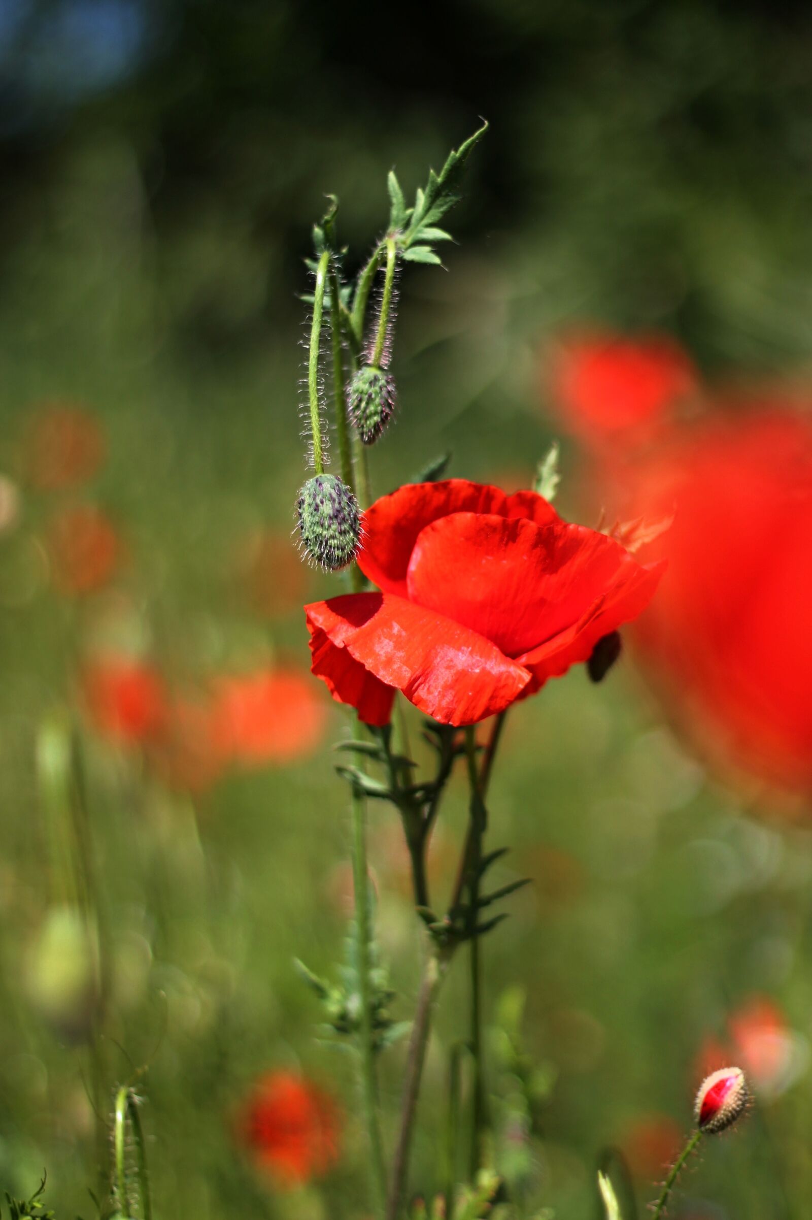 Canon EOS 1100D (EOS Rebel T3 / EOS Kiss X50) + Canon EF 50mm F1.8 II sample photo. Red weed, poppy, field photography