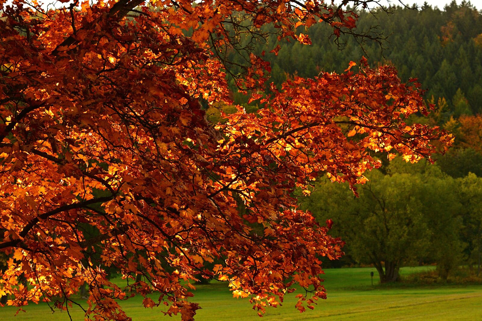 Nikon D5200 sample photo. Autumn, fall foliage, red photography