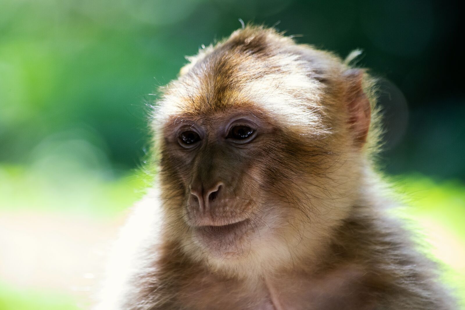 Canon EF 70-300mm F4-5.6 IS USM sample photo. Barbary ape, monkey, primate photography