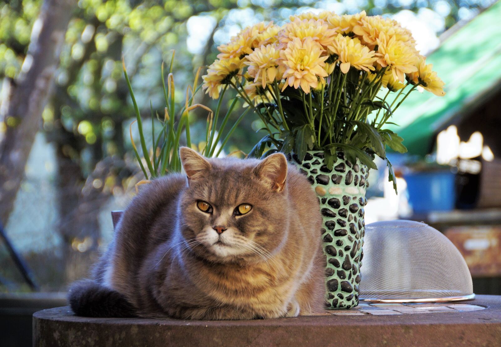 Sony SLT-A58 sample photo. Cat, british, blue photography