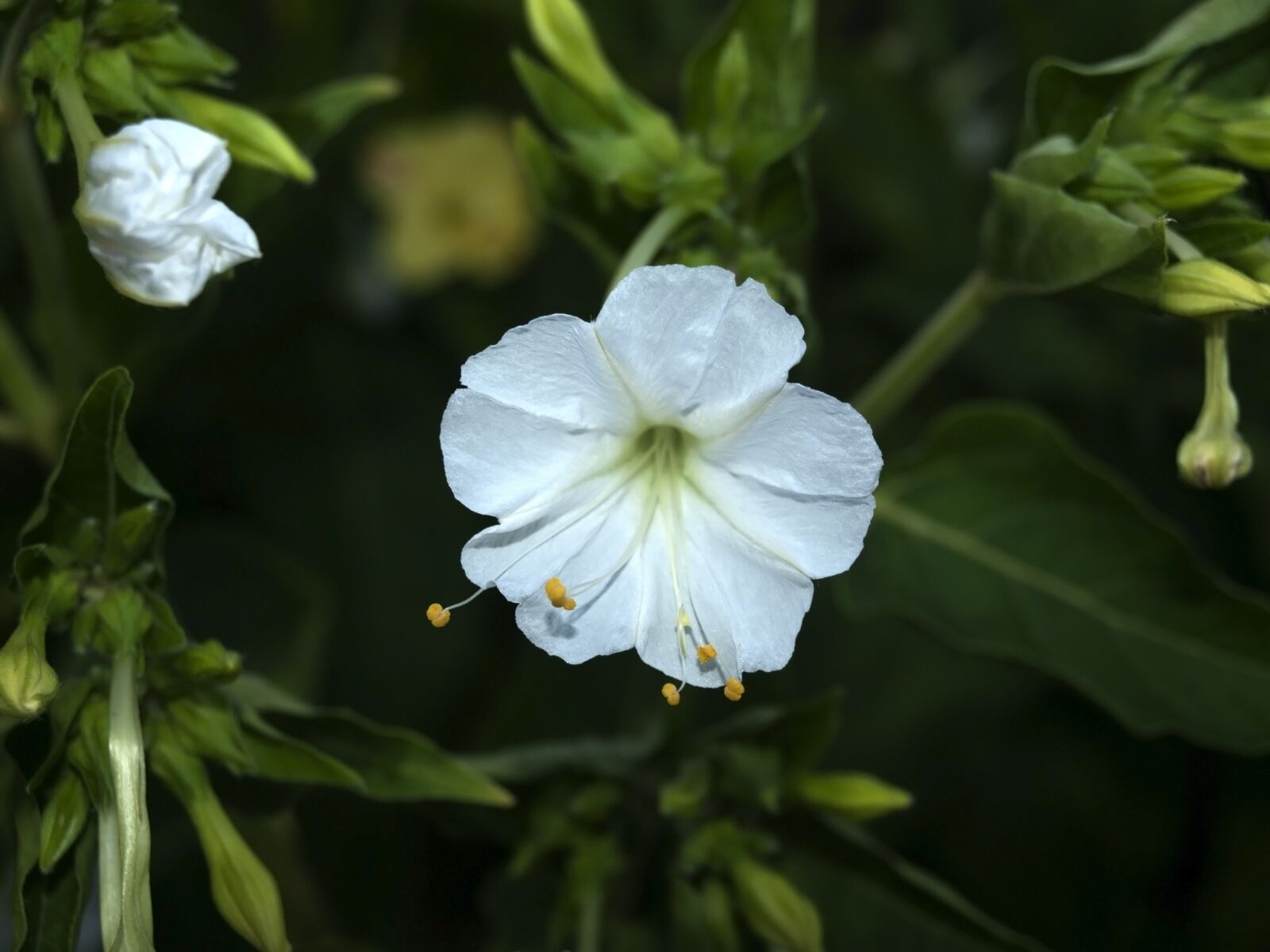 OLYMPUS 14-42mm Lens sample photo. Flower bell, white flower photography