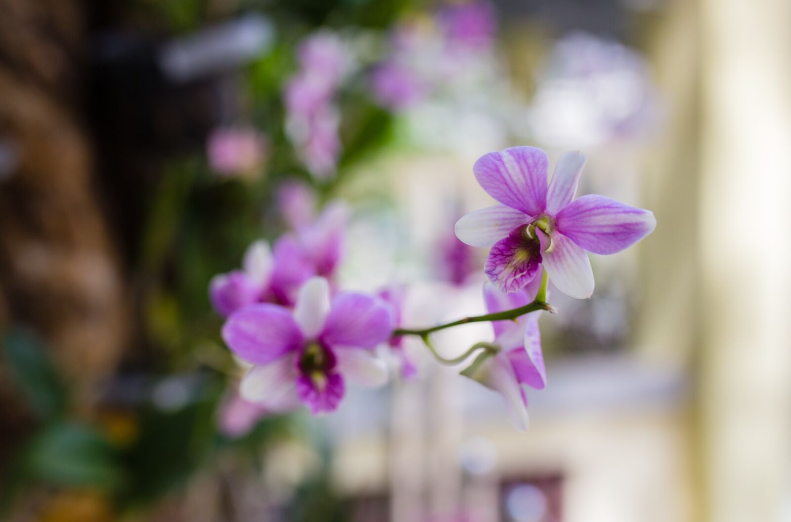 Canon EOS 6D sample photo. Flower, nice, orchids photography