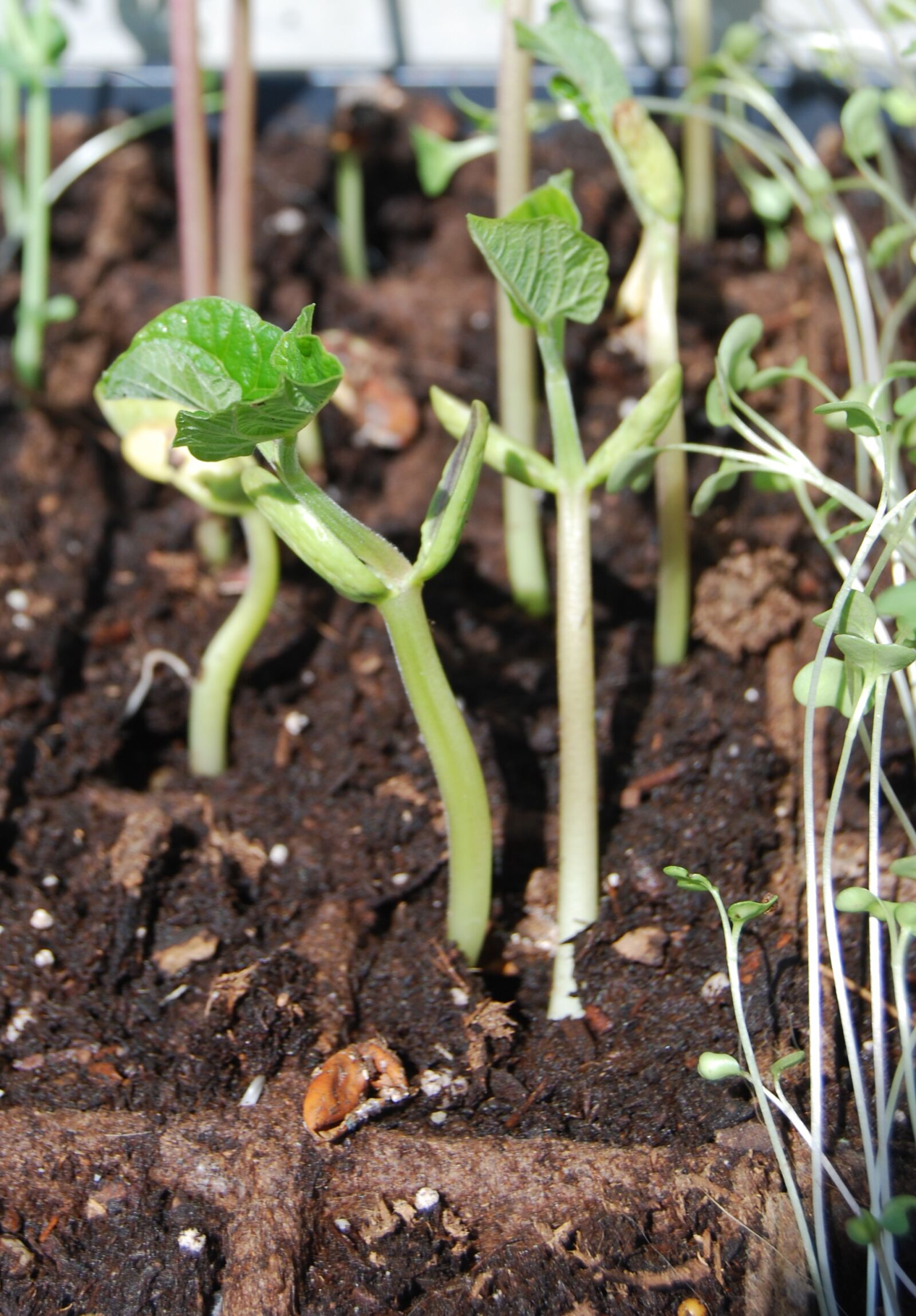 Nikon D40X sample photo. Seedling, beans, green photography