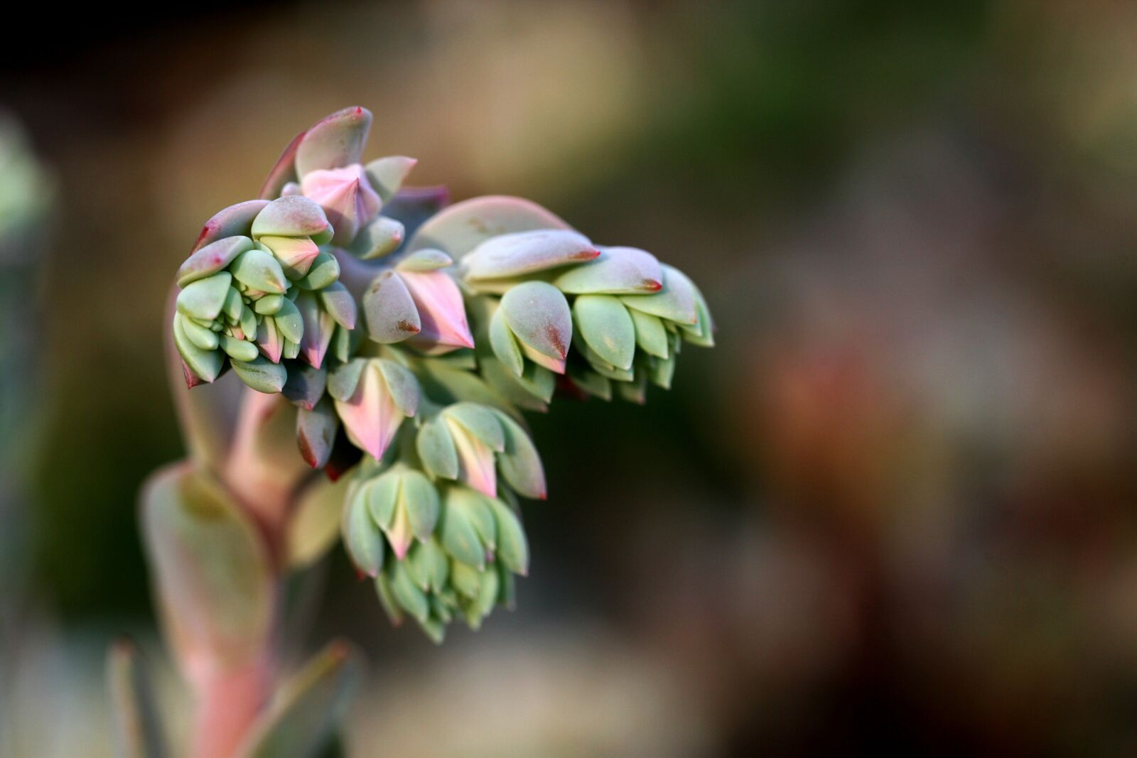 Canon EOS 5D sample photo. A fleshy plant, fleshy photography
