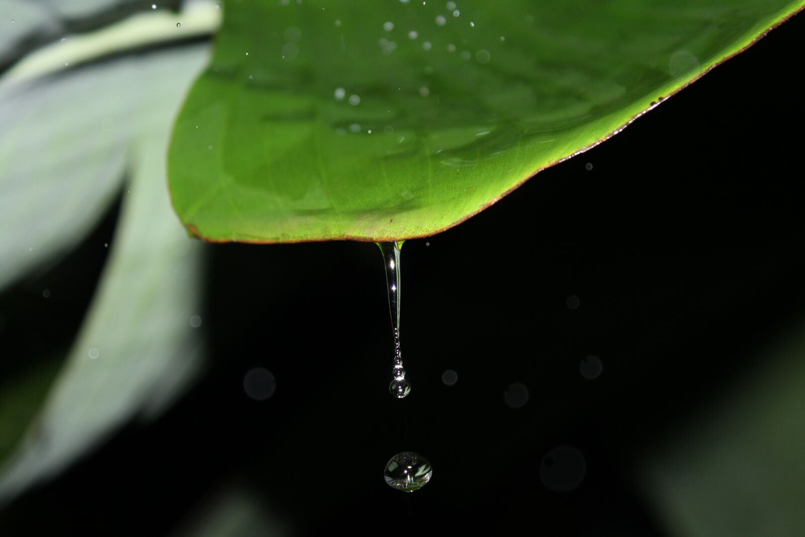Canon EOS 1300D (EOS Rebel T6 / EOS Kiss X80) sample photo. Drop, h2o, wet photography