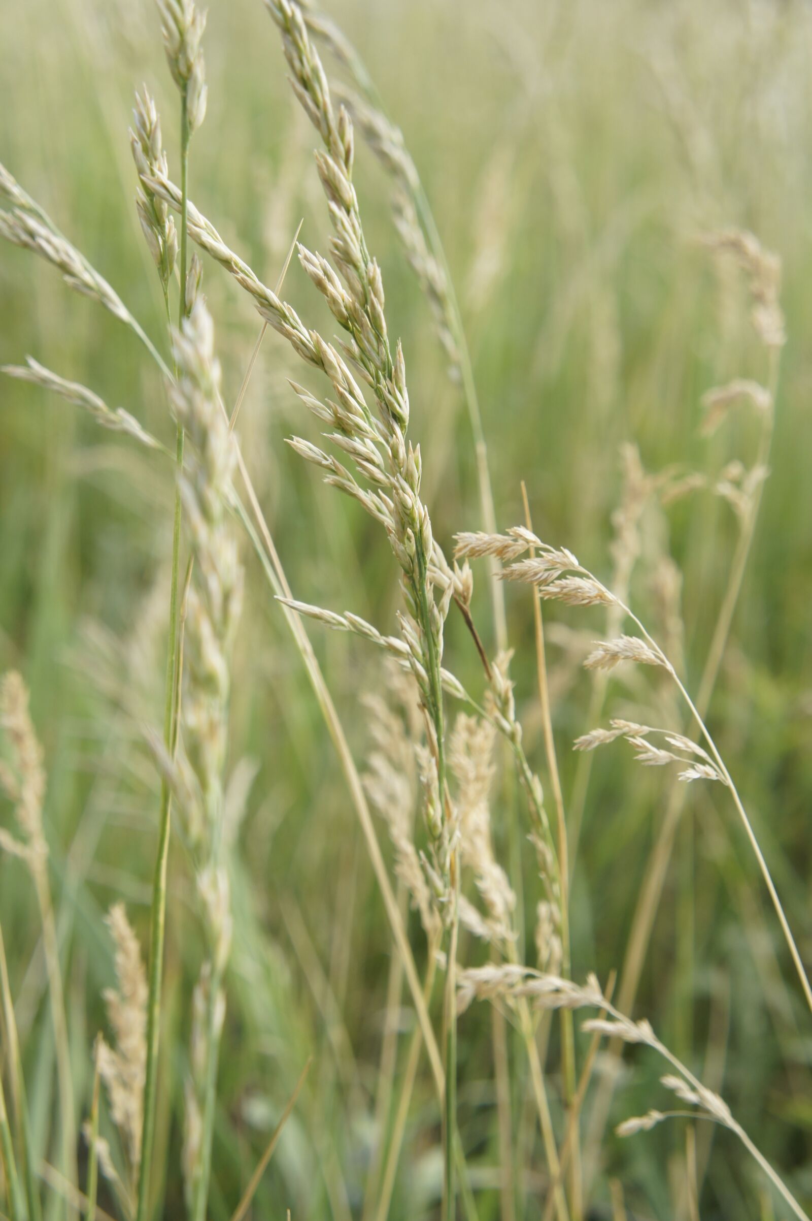 Sony Alpha NEX-5 + Sony E 18-55mm F3.5-5.6 OSS sample photo. Nature, cereals, field photography