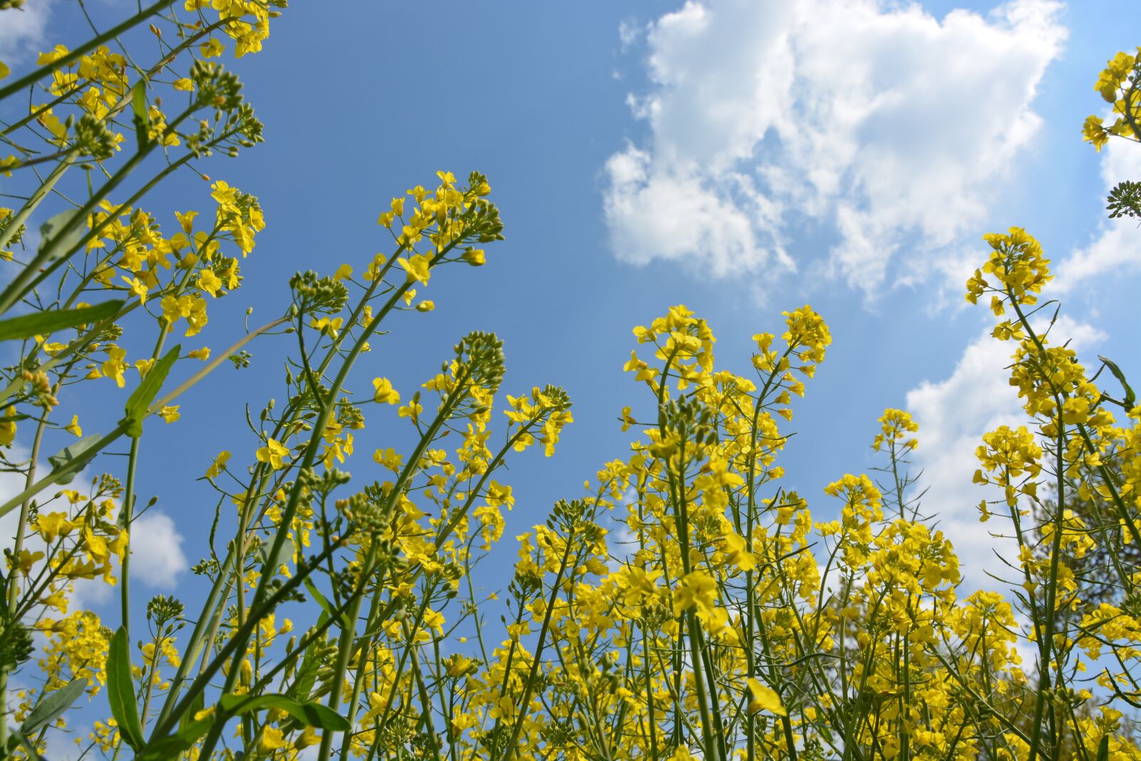 Nikon D5200 sample photo. Flowers, yellow, yellow flower photography