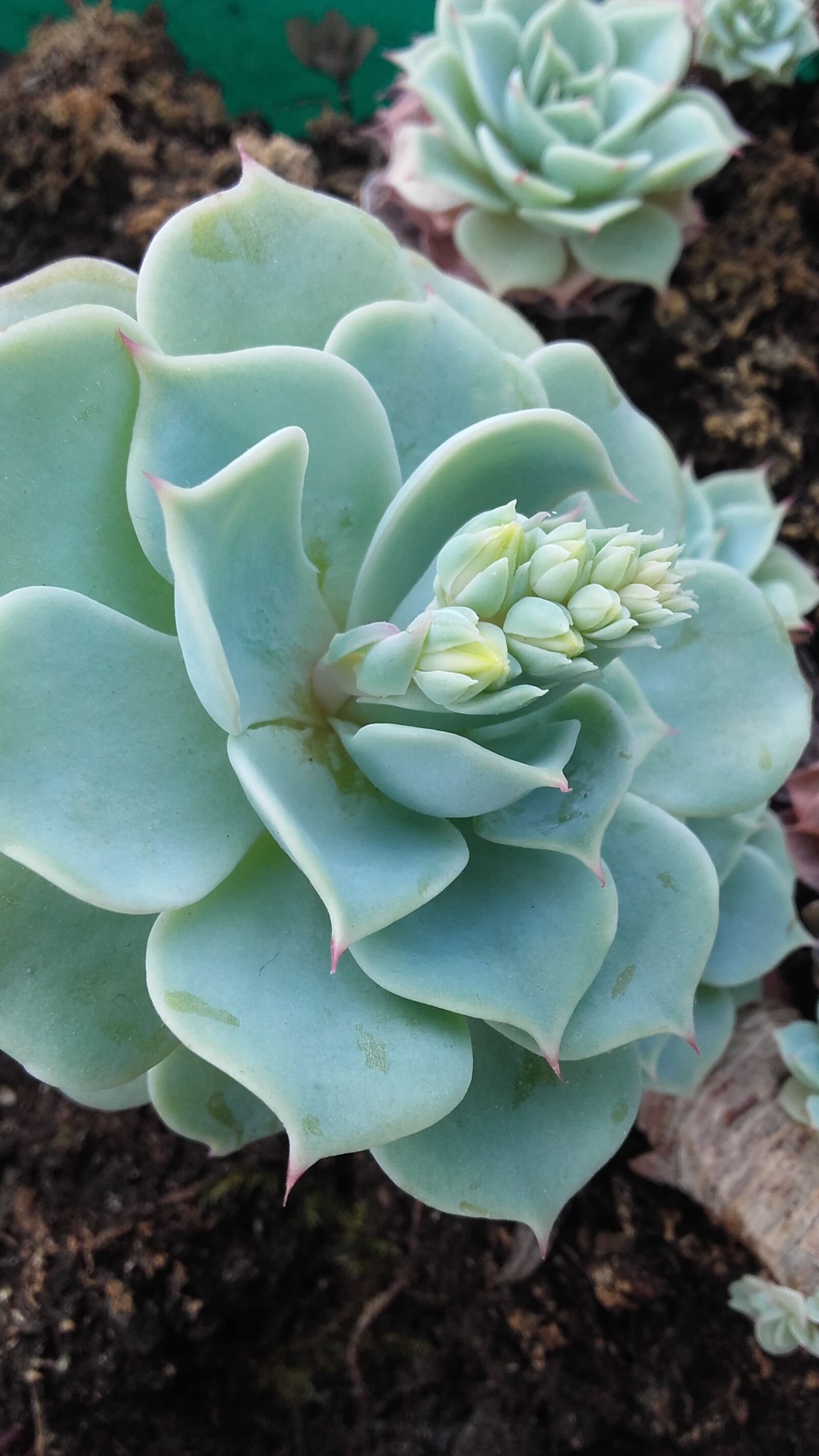 Samsung Galaxy Grand Prime sample photo. Fat, flowers, flower photography