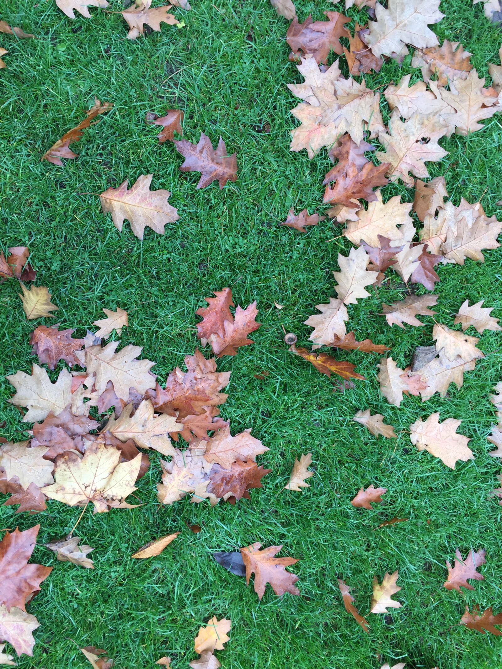 Apple iPhone 6 Plus sample photo. Leaf, soil, fall photography