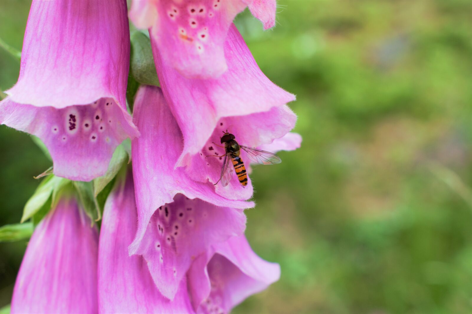 Nikon D5300 sample photo. Insect, fly, flower photography