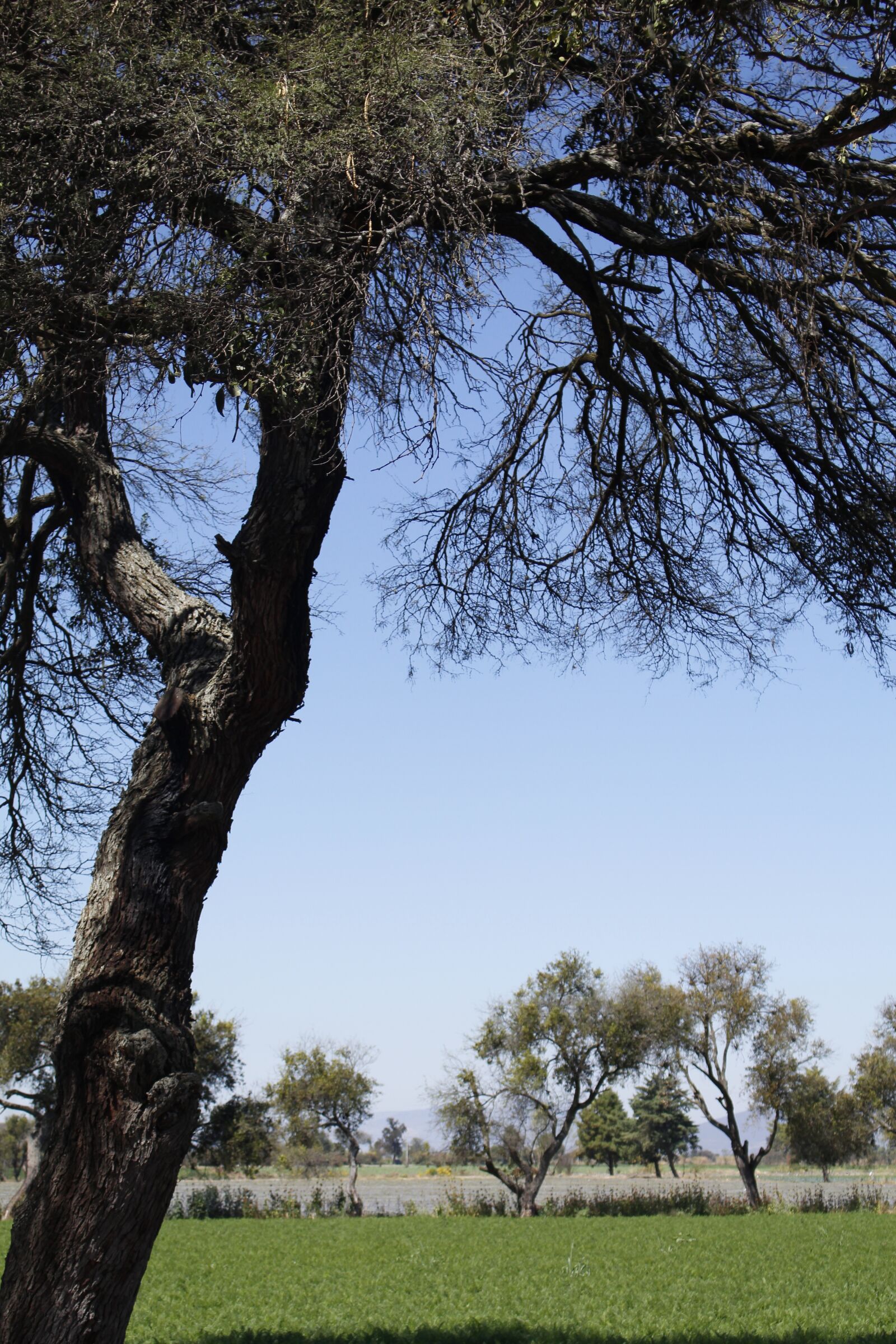 Canon EOS 700D (EOS Rebel T5i / EOS Kiss X7i) sample photo. Tree, pine, sky photography