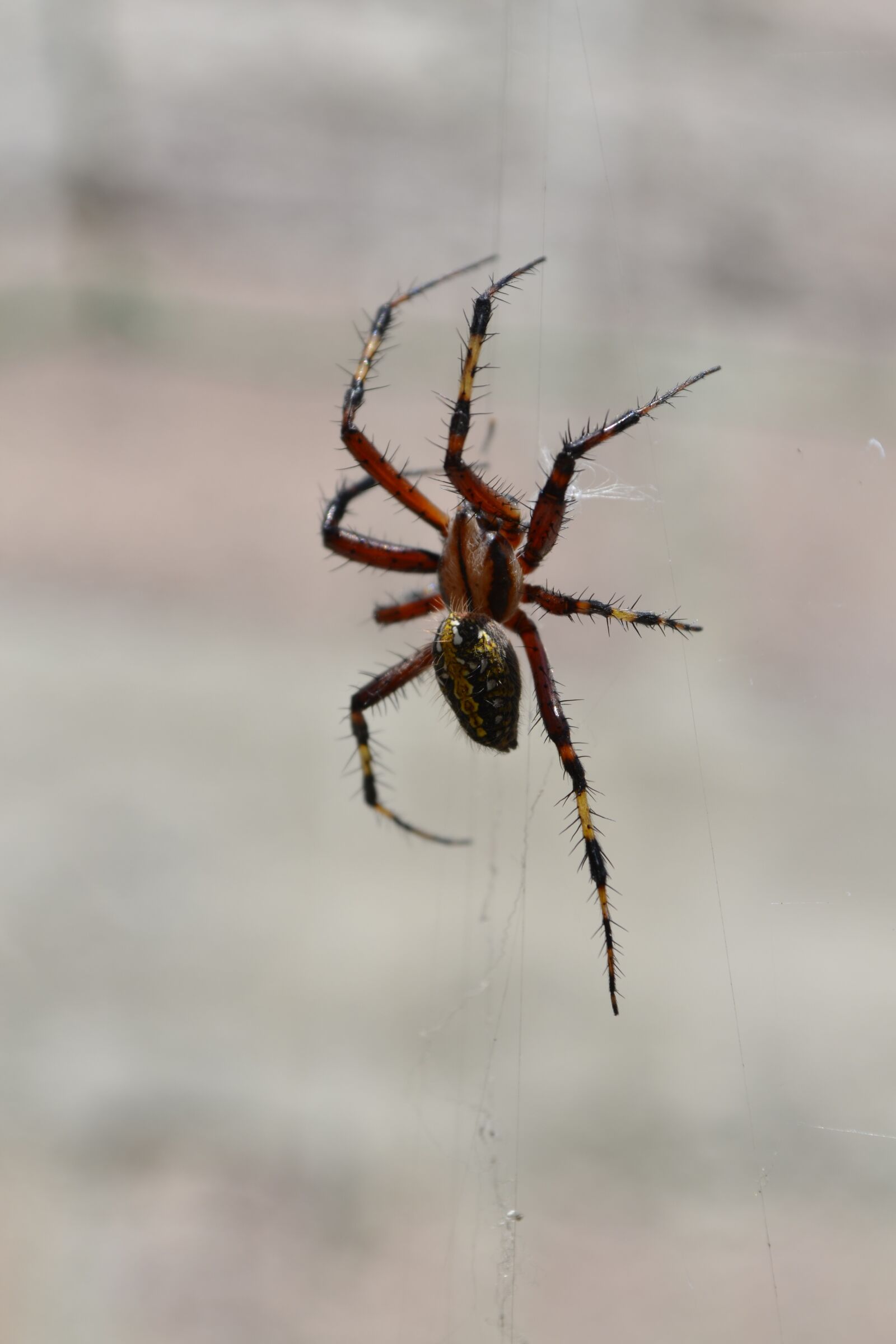 Nikon D3100 sample photo. Arachnid, spider, nature photography