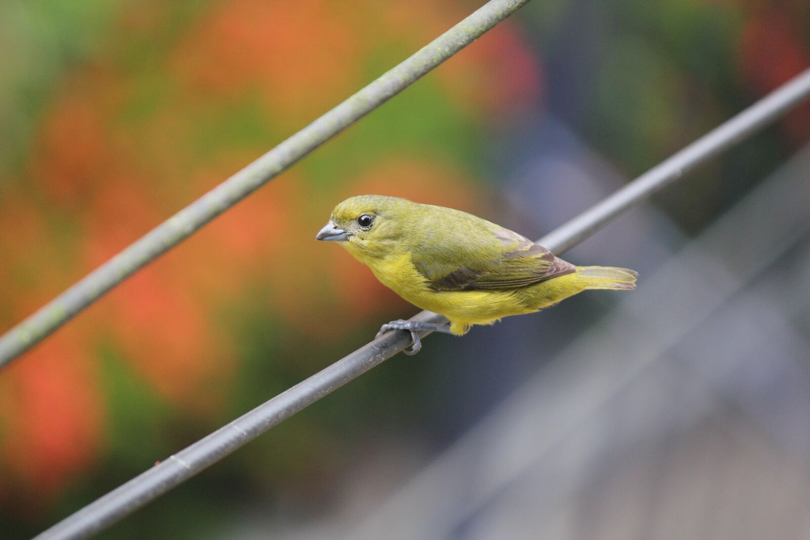 Canon EOS 550D (EOS Rebel T2i / EOS Kiss X4) sample photo. Bird, looking at, yellow photography