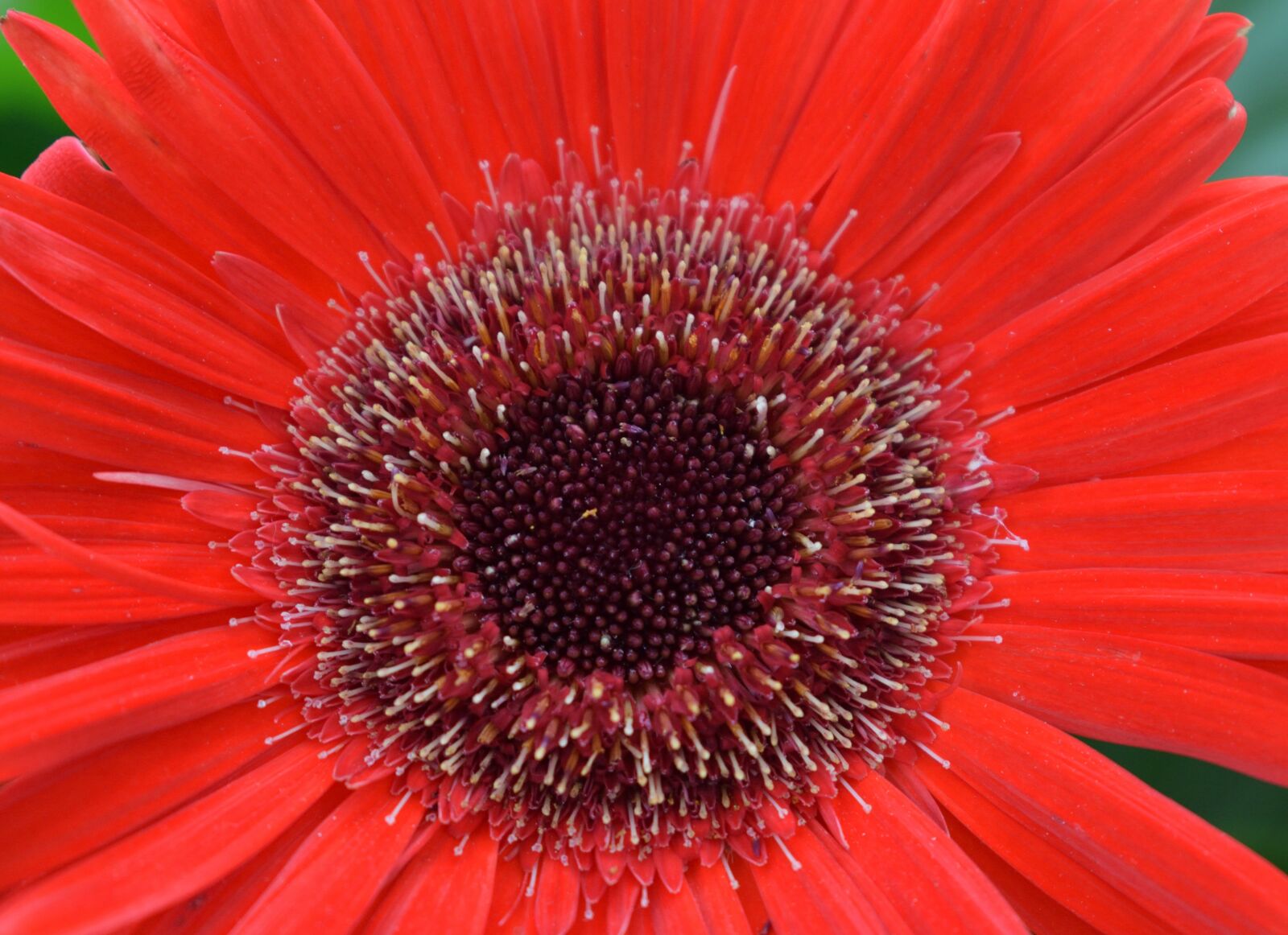 Nikon D5300 sample photo. Gerbera, flower, nature photography