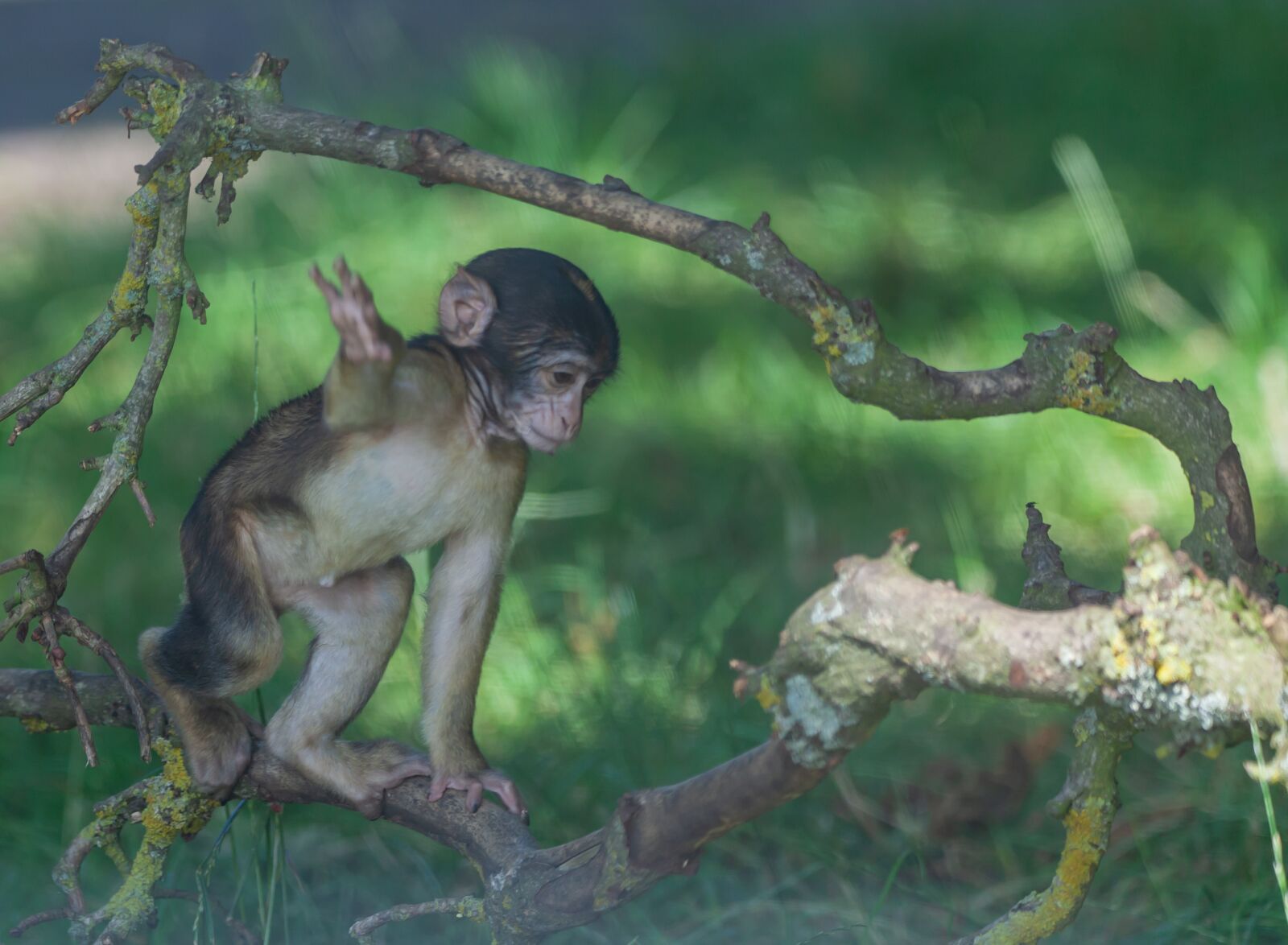 150-600mm F5-6.3 DG OS HSM | Contemporary 015 sample photo. Barbary macaque, monkey, baby photography