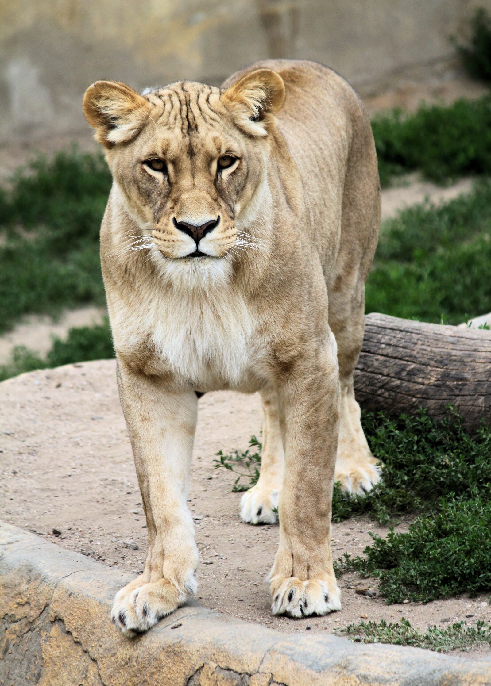 Canon EOS 550D (EOS Rebel T2i / EOS Kiss X4) sample photo. Lioness, the lion, beast photography