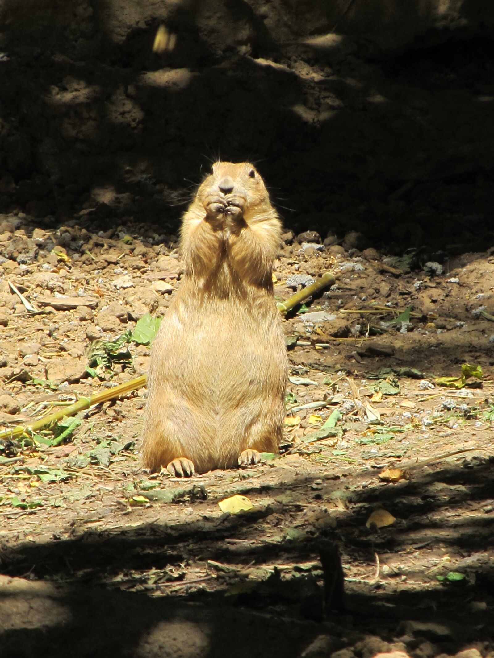 Canon PowerShot SX130 IS sample photo. Prairie dog, rodent, eating photography