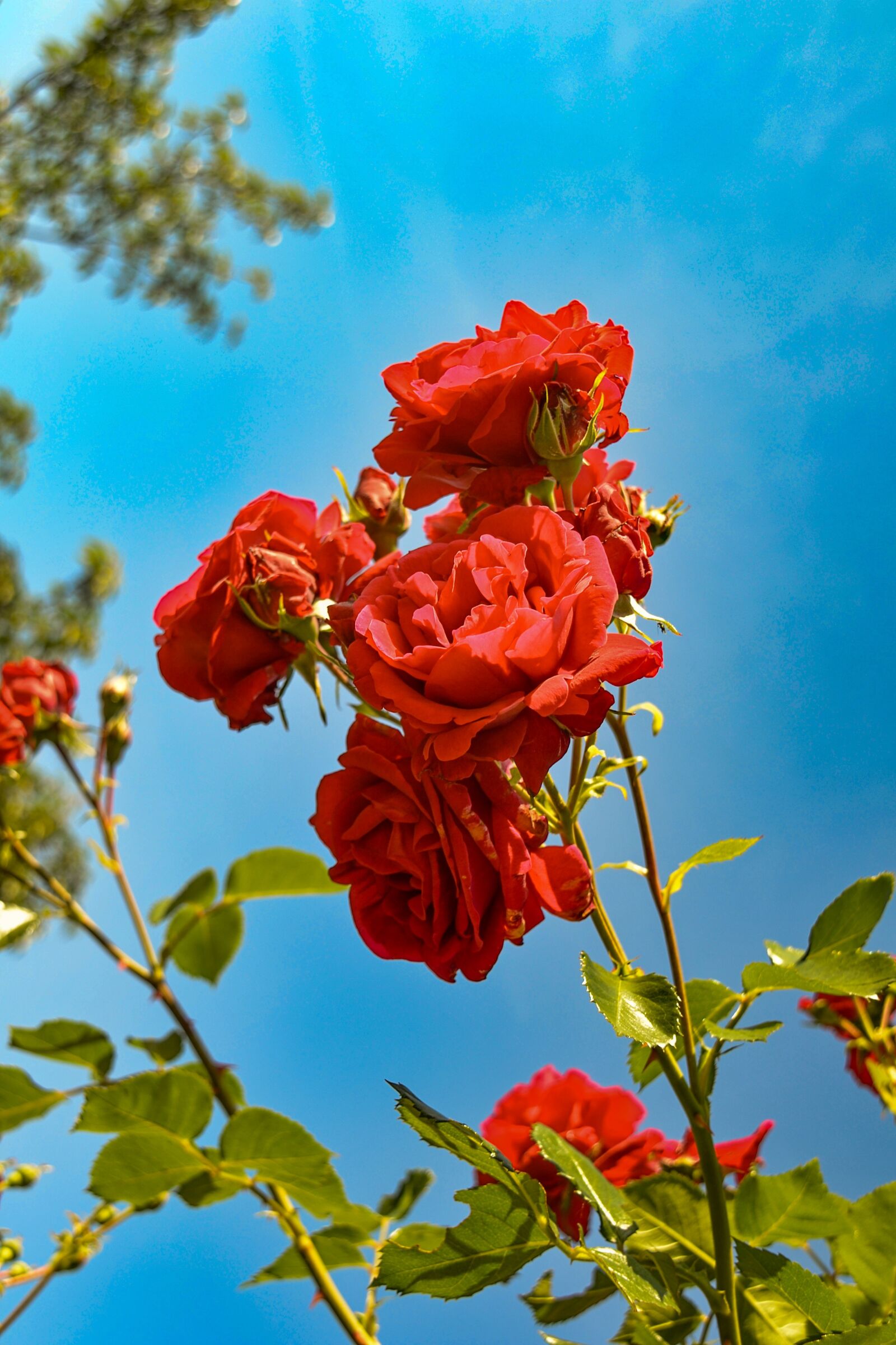 Nikon D3100 sample photo. Roses, red, garden photography