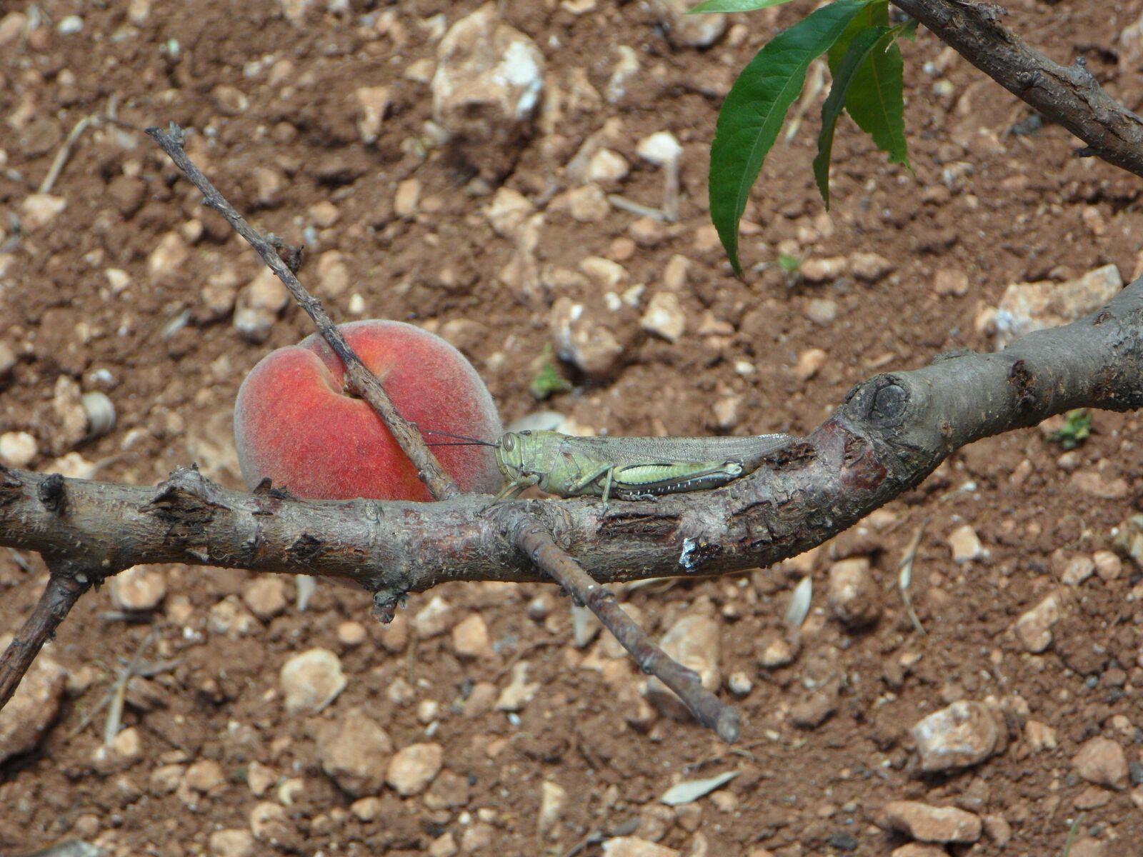 Samsung VLUU WB210, SAMSUNG WB210 sample photo. Still life, peach, viridissima photography