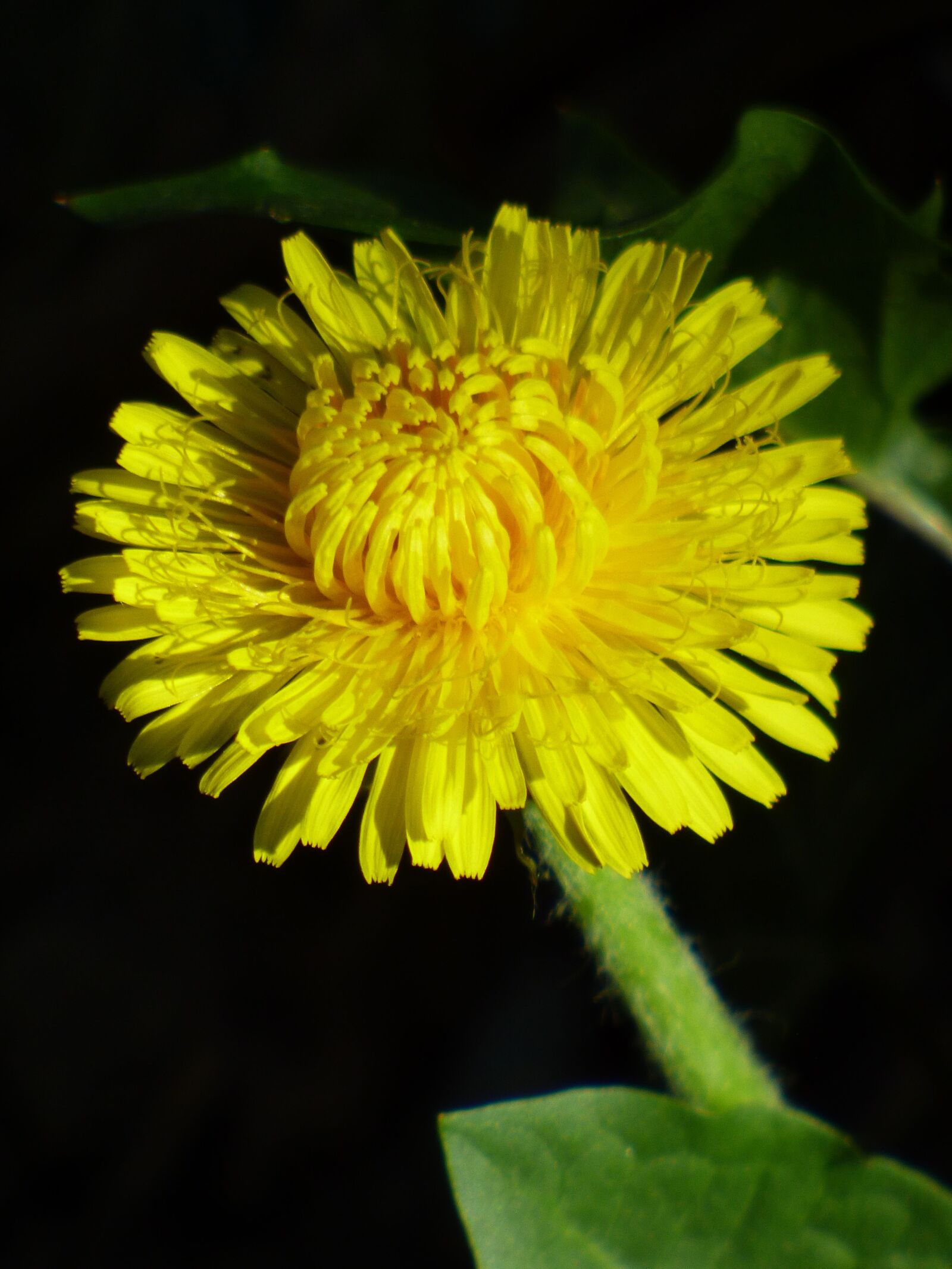 Panasonic DMC-FZ72 sample photo. Dandelion, flower, yellow photography