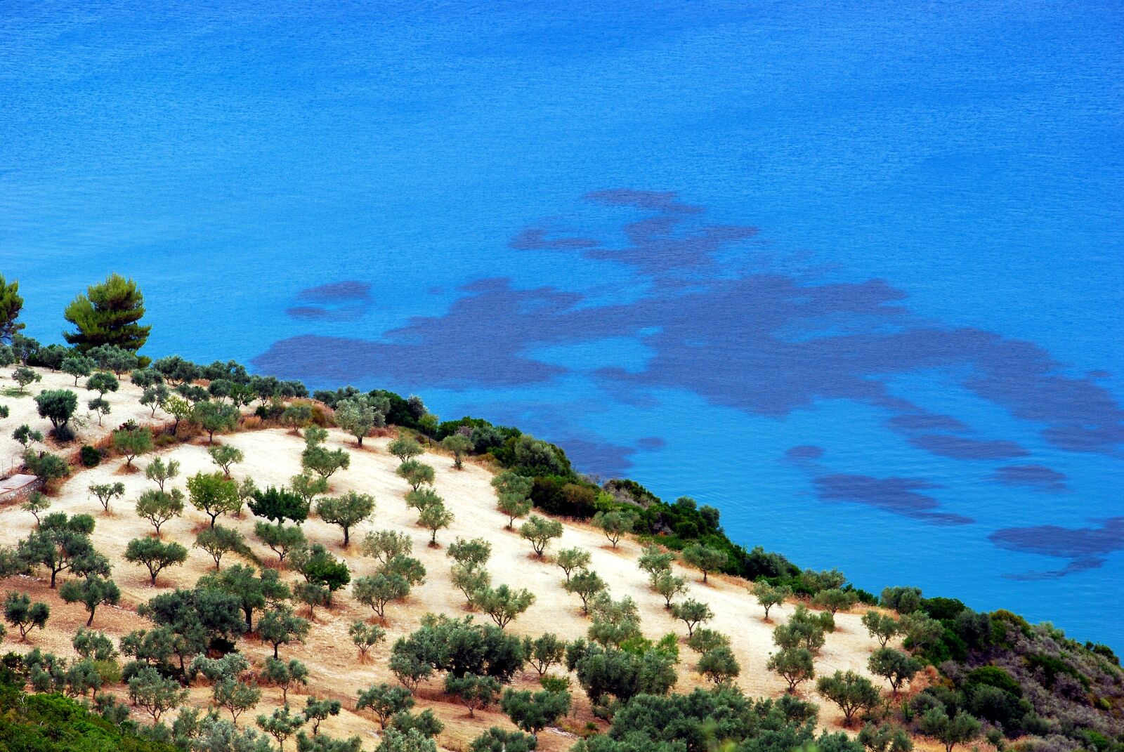 Nikon D40X sample photo. Beach, sea, tree photography