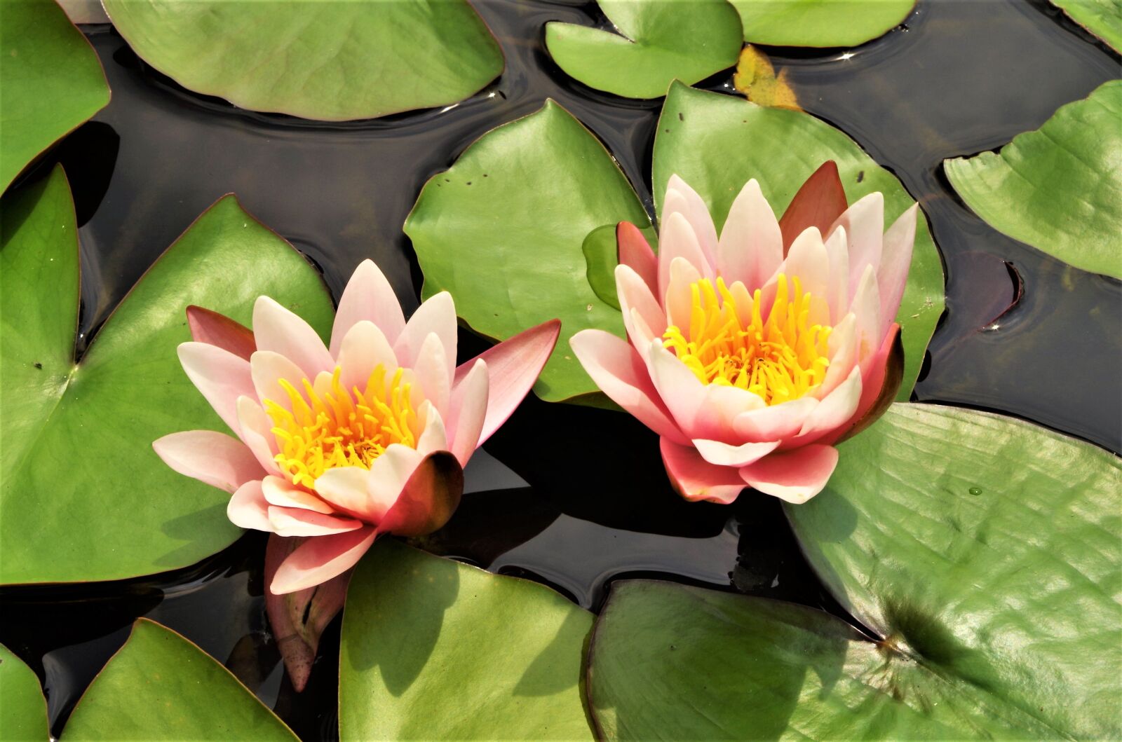 Pentax K-50 sample photo. Flowers, waterlilies, water flowers photography