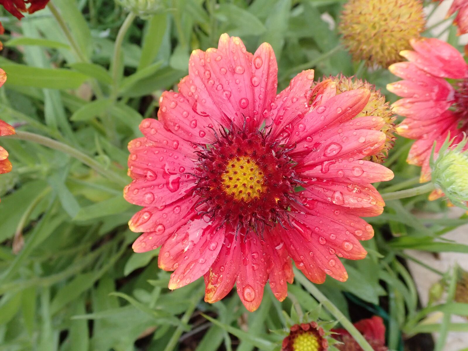 Olympus TG-5 sample photo. Flowers, garden, nature photography