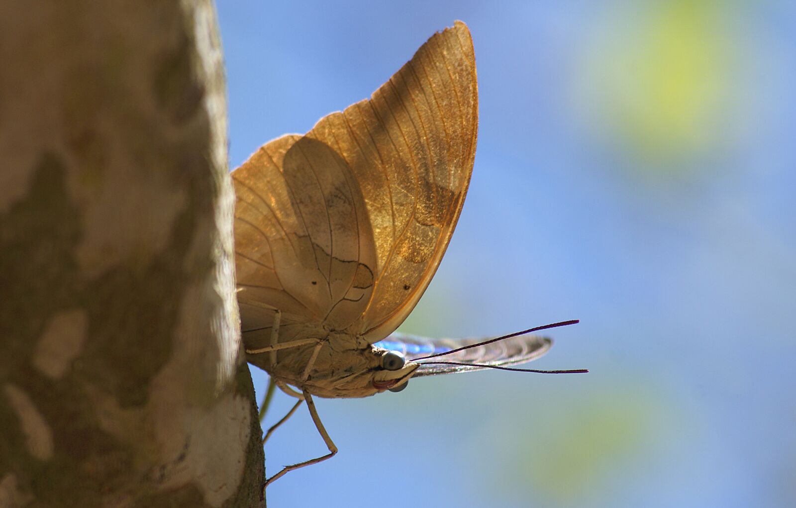 Sony Alpha DSLR-A300 sample photo. Butterfly, mariposa, wing photography