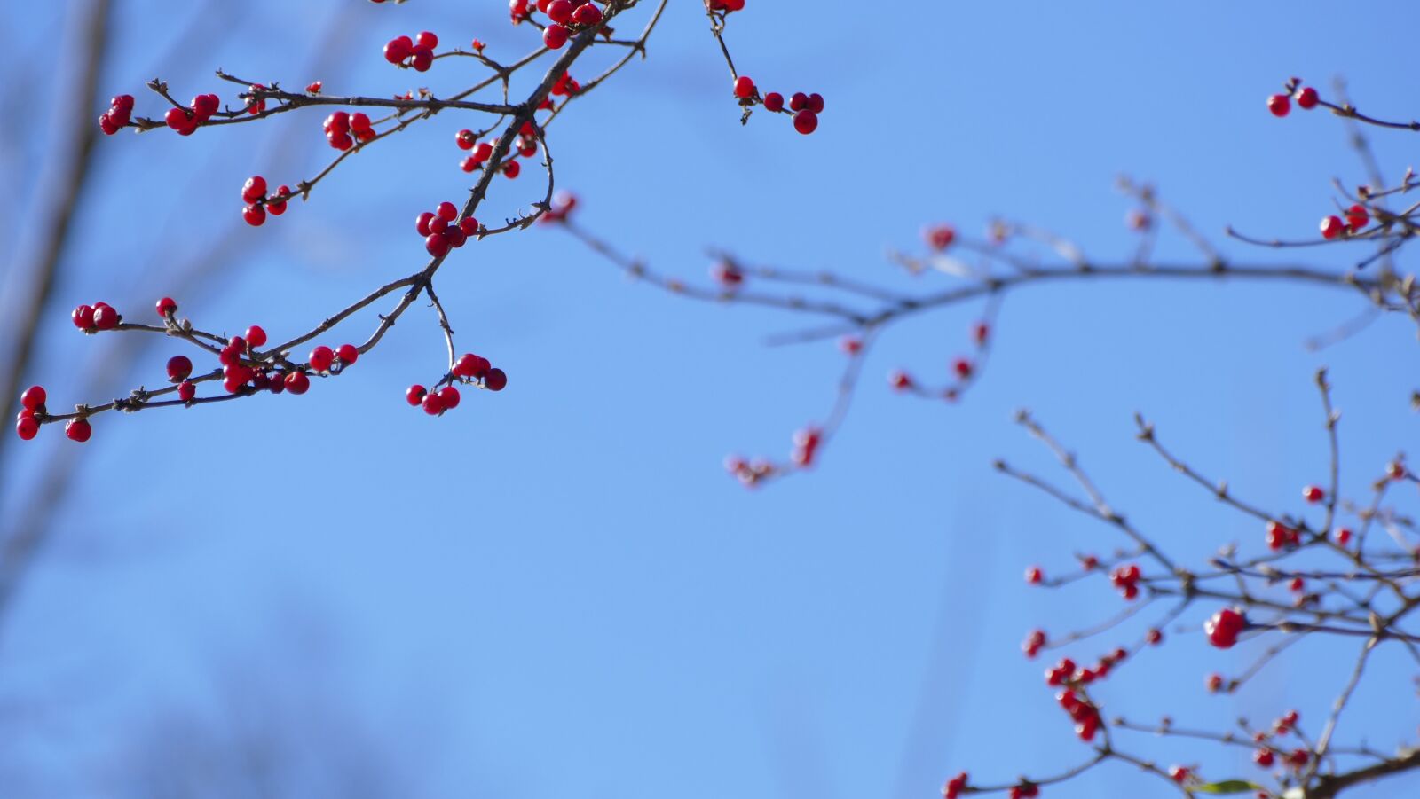 Panasonic Lumix DMC-FZ1000 sample photo. Berries, landscape, bush photography