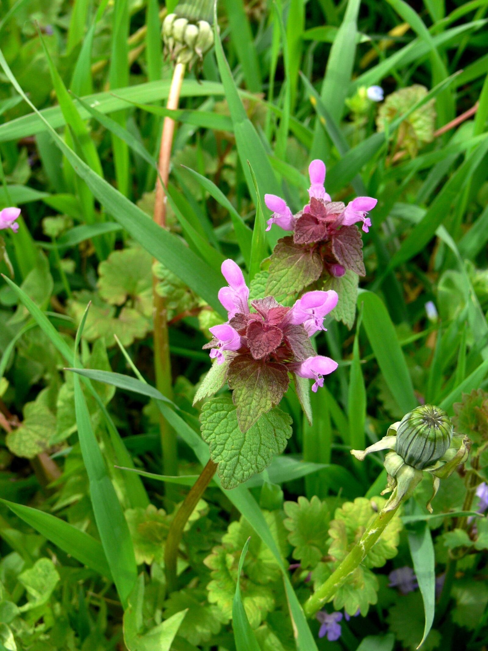 Panasonic DMC-FZ30 sample photo. Sage, mint, herbs photography