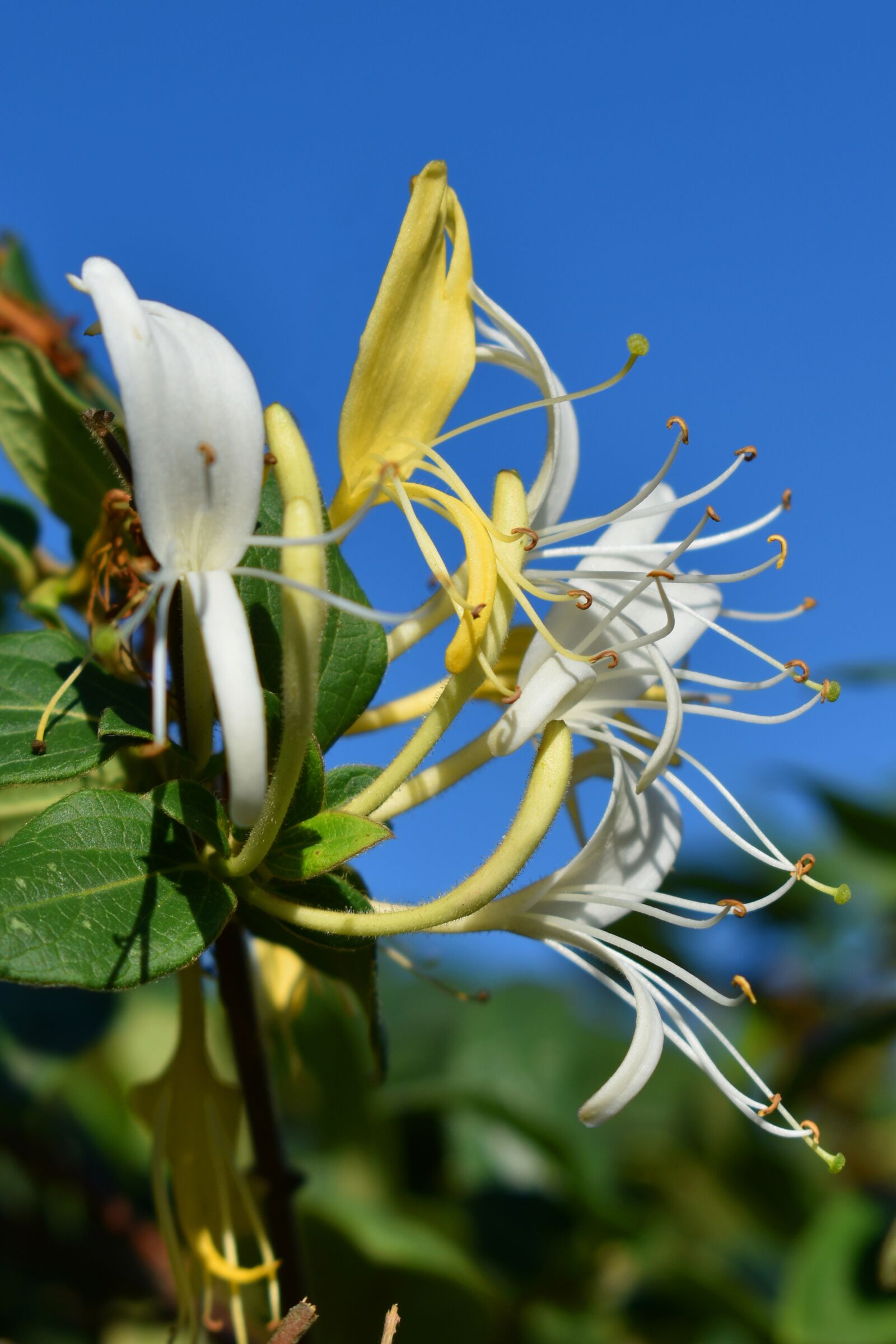 Nikon D3500 sample photo. Flower, odor, lonicera photography