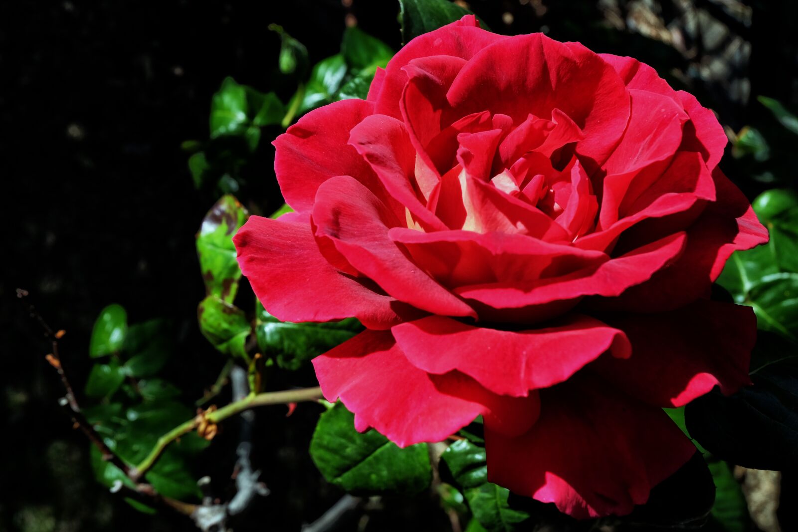 Fujifilm XC 16-50mm F3.5-5.6 OIS sample photo. Rosa, flower, plant photography