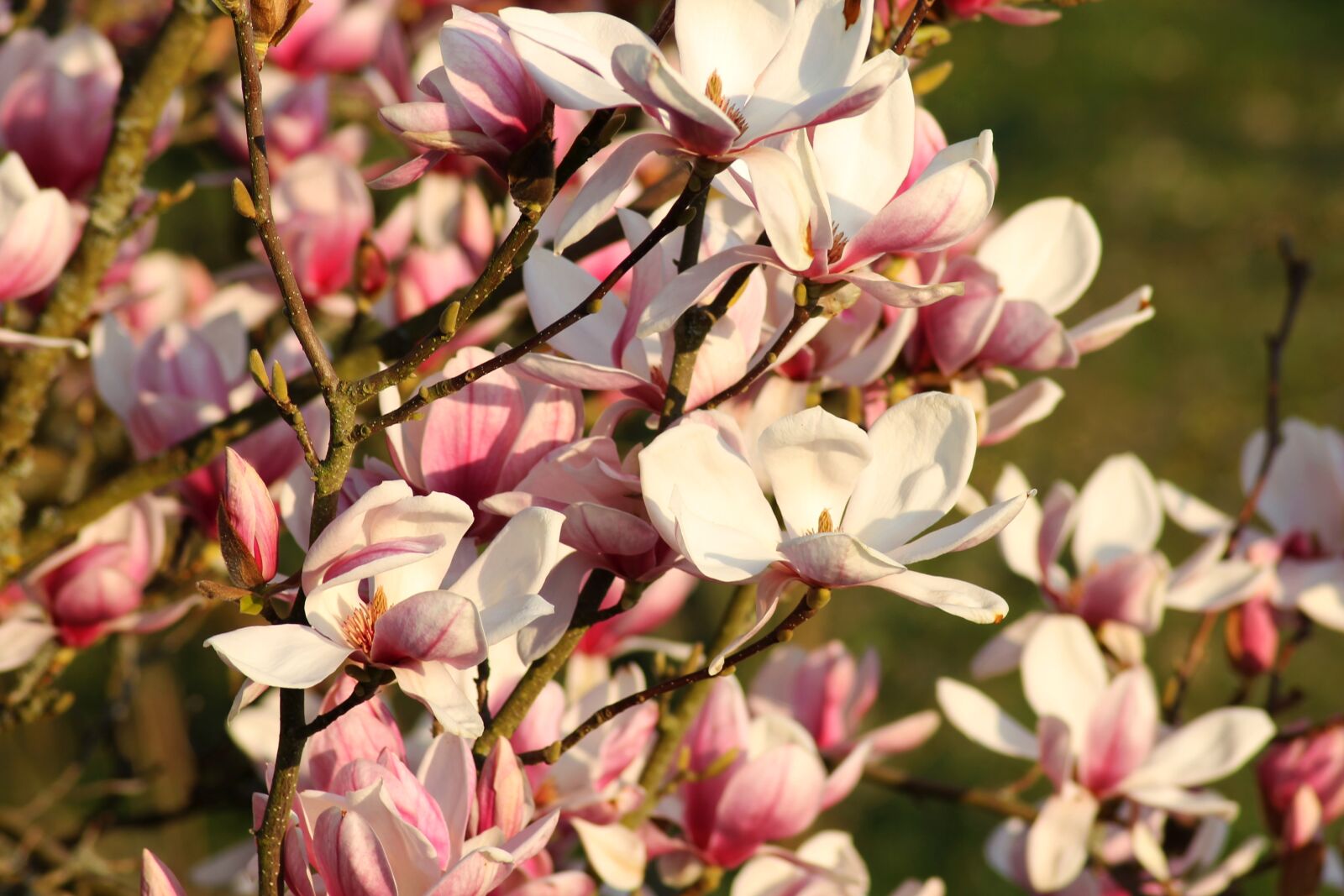 Canon EOS 1100D (EOS Rebel T3 / EOS Kiss X50) sample photo. Magnolia, pink, white photography