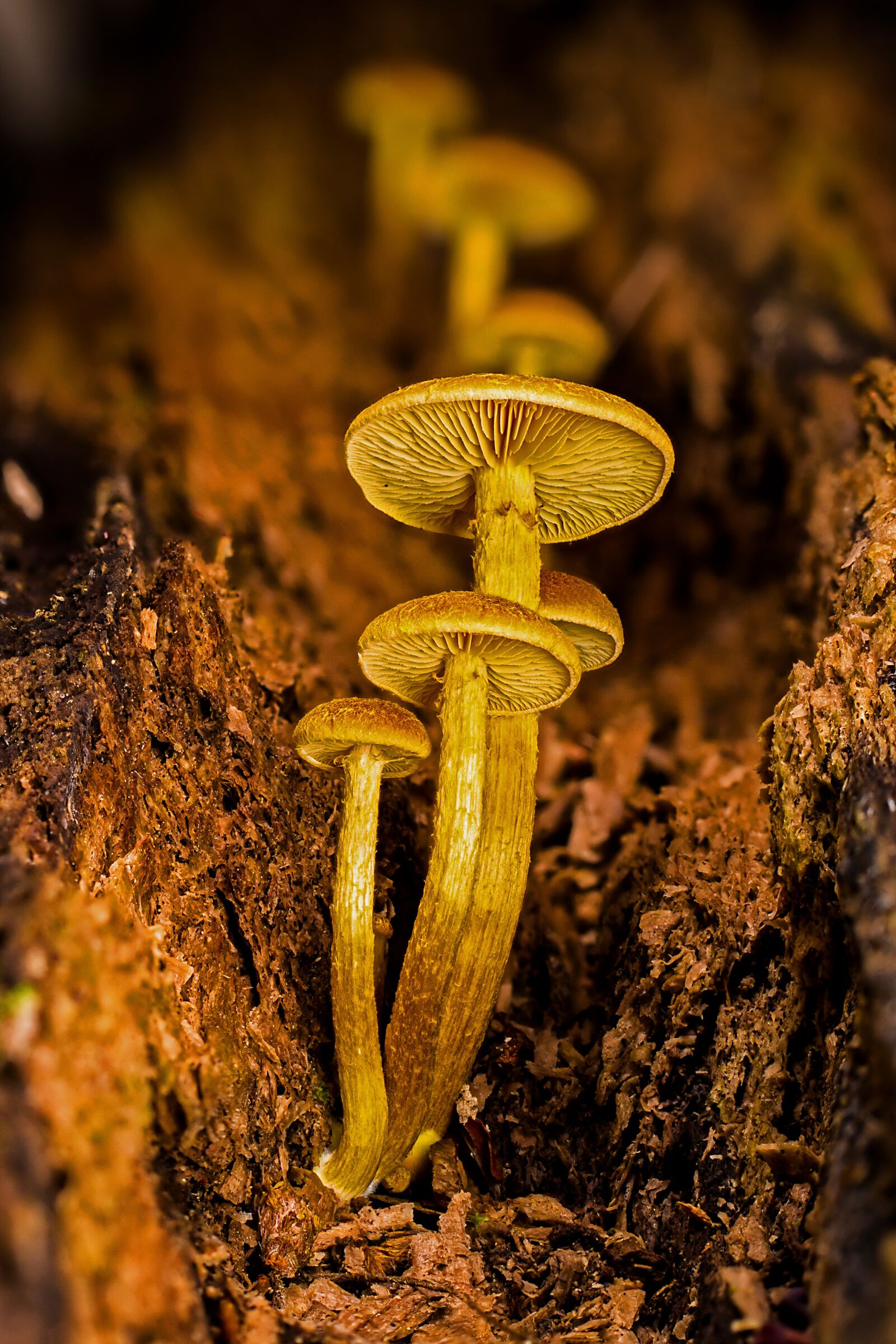 Tamron SP AF 60mm F2 Di II LD IF Macro sample photo. Mushroom, mushrooms, agaric photography