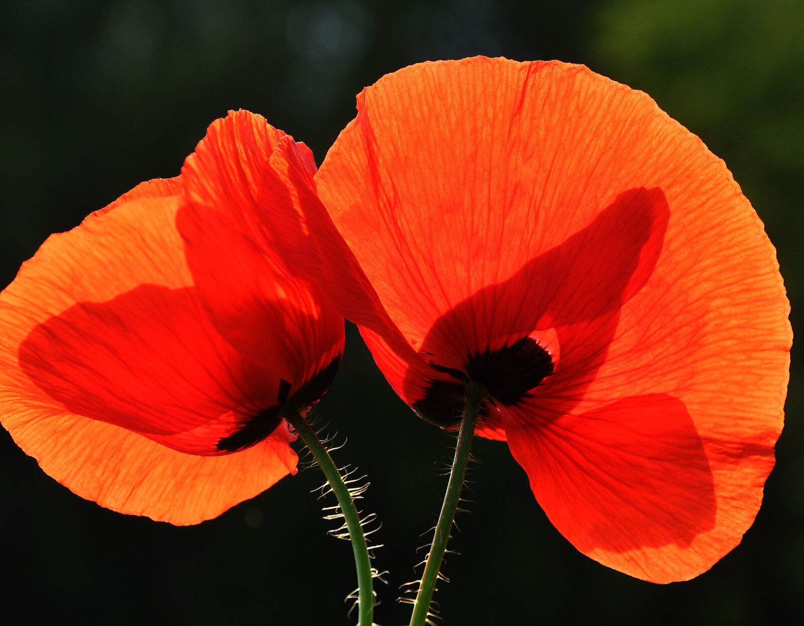 Nikon D90 sample photo. Spring, nature, poppy photography