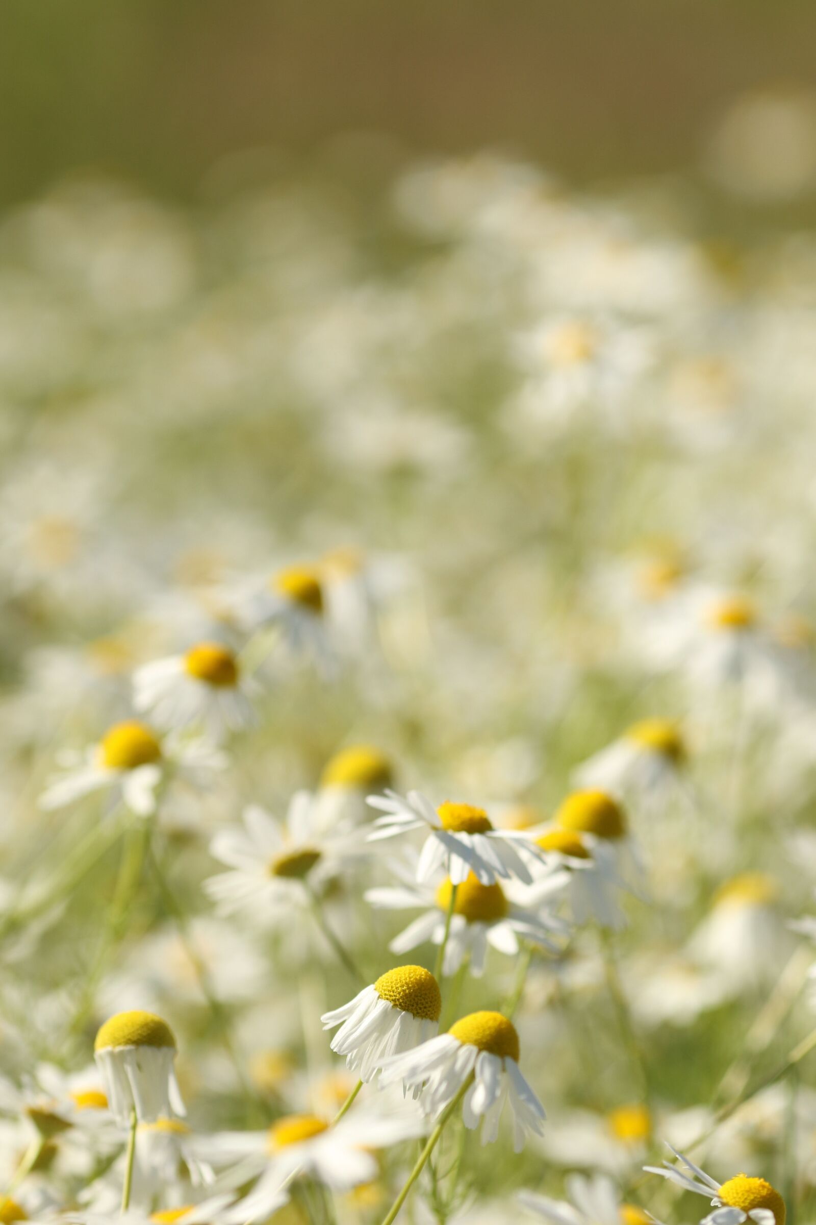 Canon EOS 7D Mark II + Canon EF 135mm F2L USM sample photo. Flower, meadow, summer flower photography