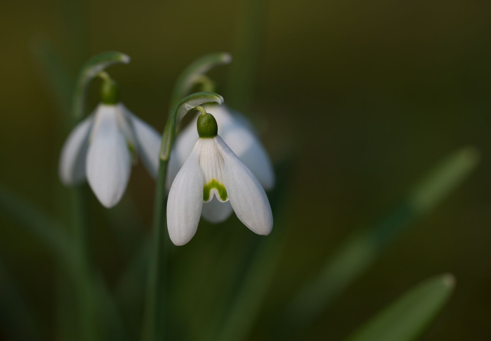 Nikon D800 sample photo. Snowdrop, galanthus, close up photography