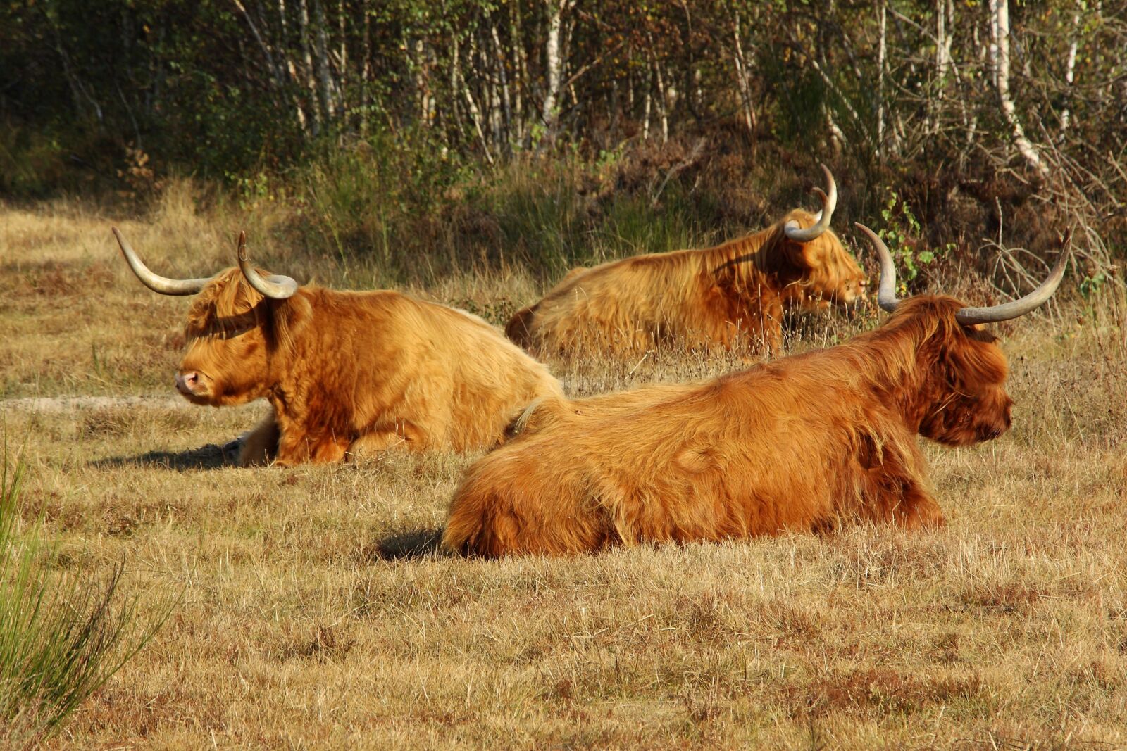 Canon EOS 450D (EOS Rebel XSi / EOS Kiss X2) sample photo. Highland beef, cow, beef photography