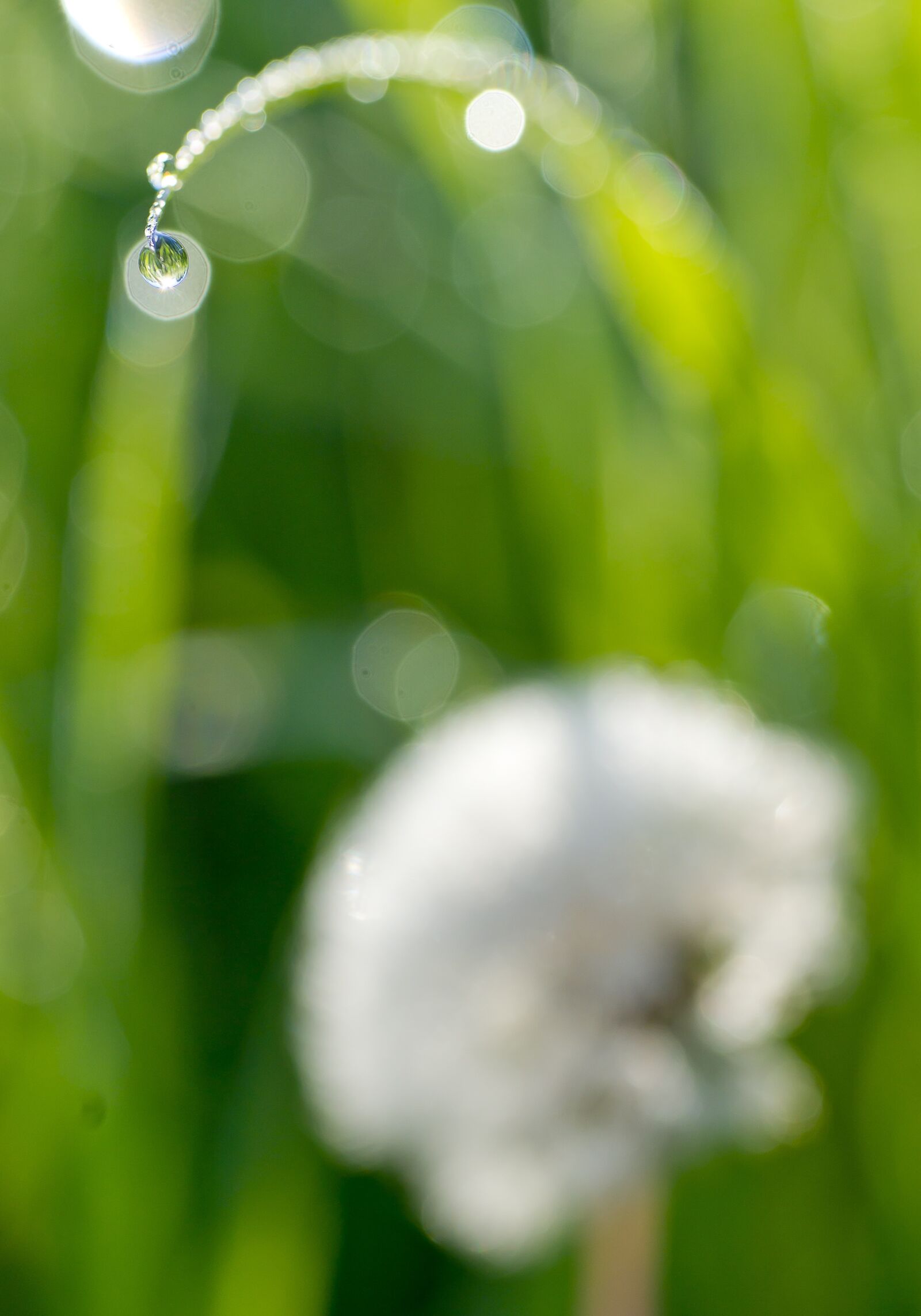 Sony Alpha DSLR-A850 sample photo. Dandelion, droplets, rosa photography