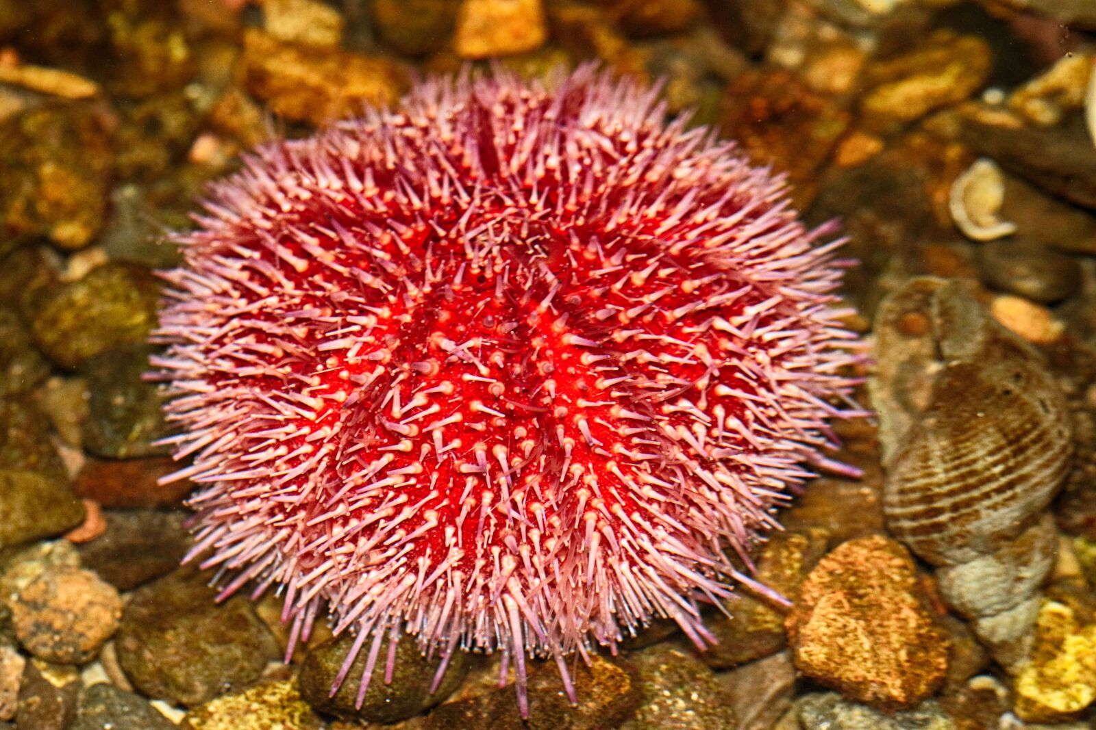 Canon EOS 7D Mark II sample photo. Sea urchin, sea creatures photography
