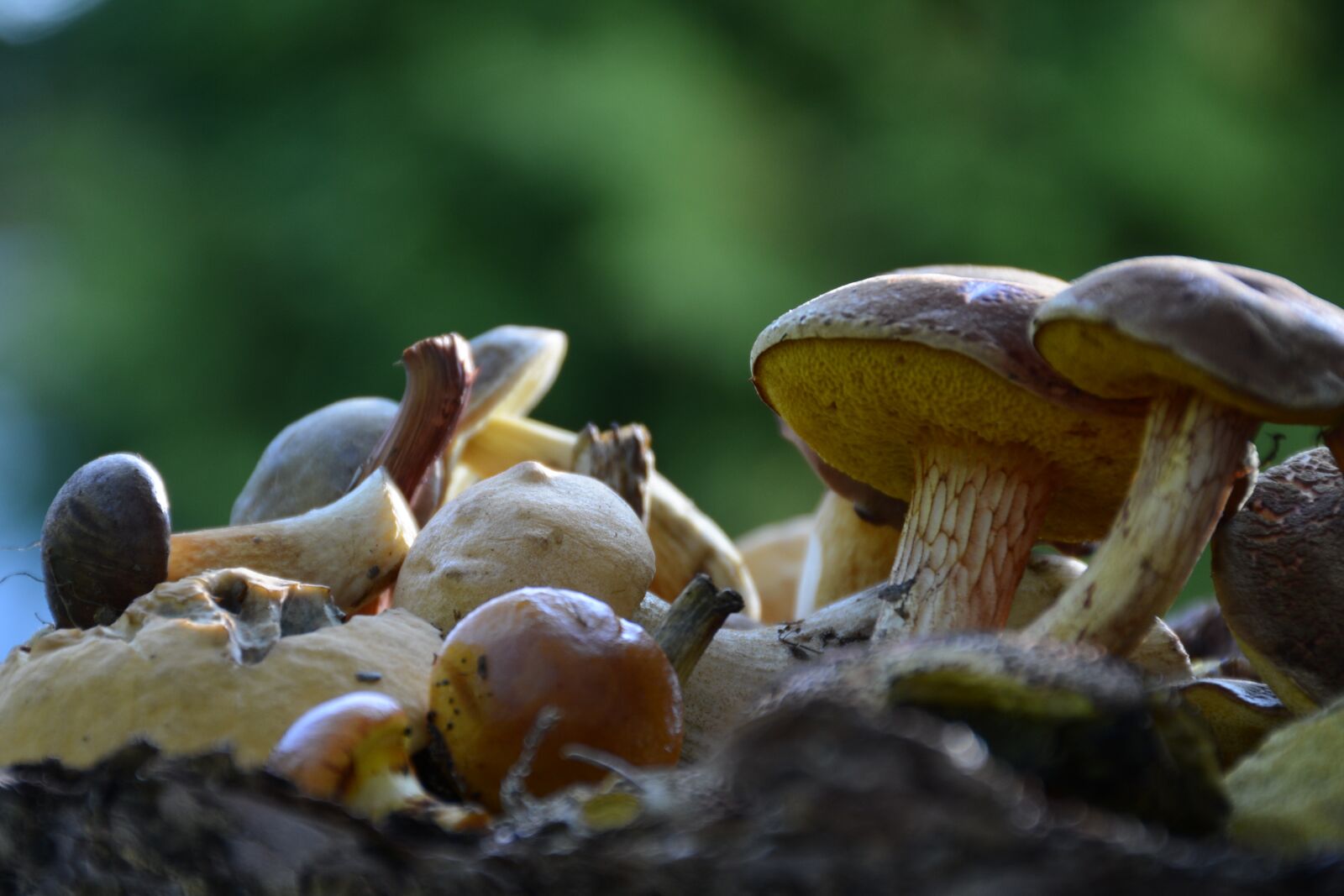 Nikon D7100 sample photo. Mushrooms, forest, nature photography
