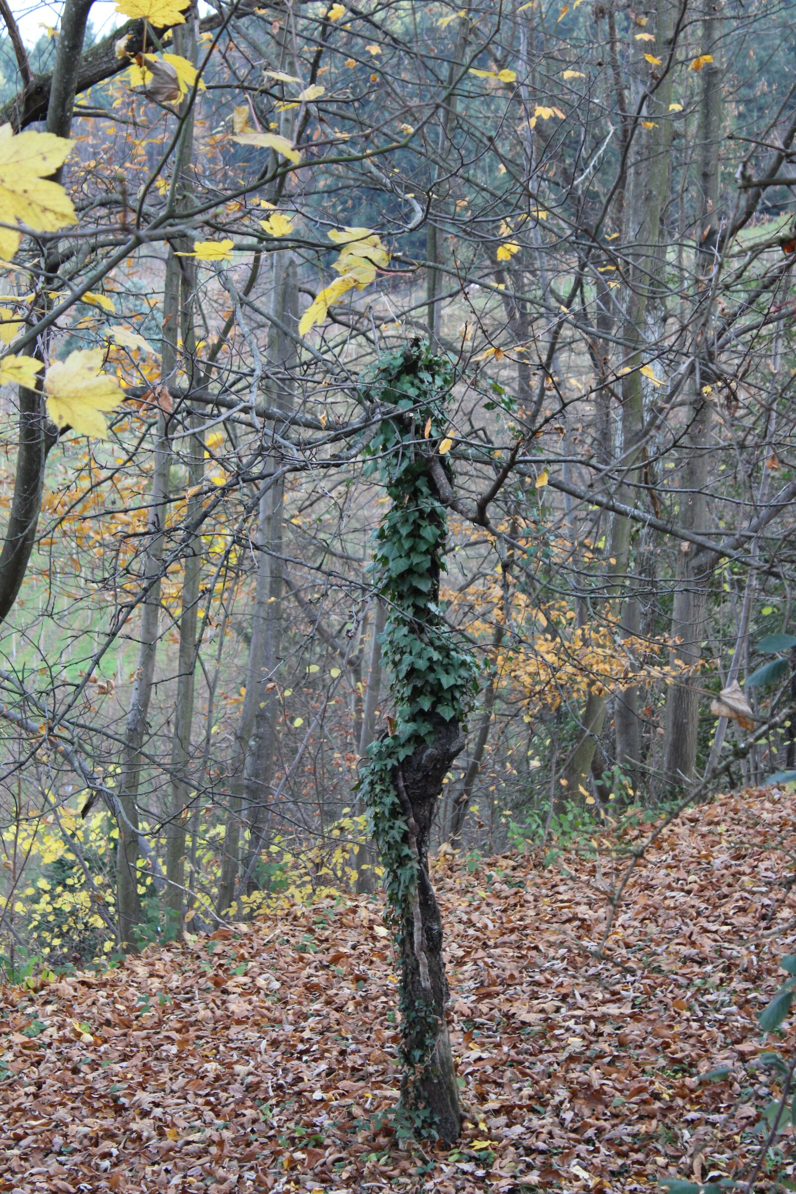Canon EOS 650D (EOS Rebel T4i / EOS Kiss X6i) sample photo. Tree, fall foliage, afternoon photography