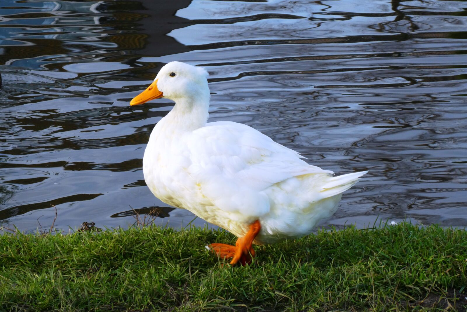 Panasonic Lumix DC-ZS70 (Lumix DC-TZ90) sample photo. White duck, frog if photography