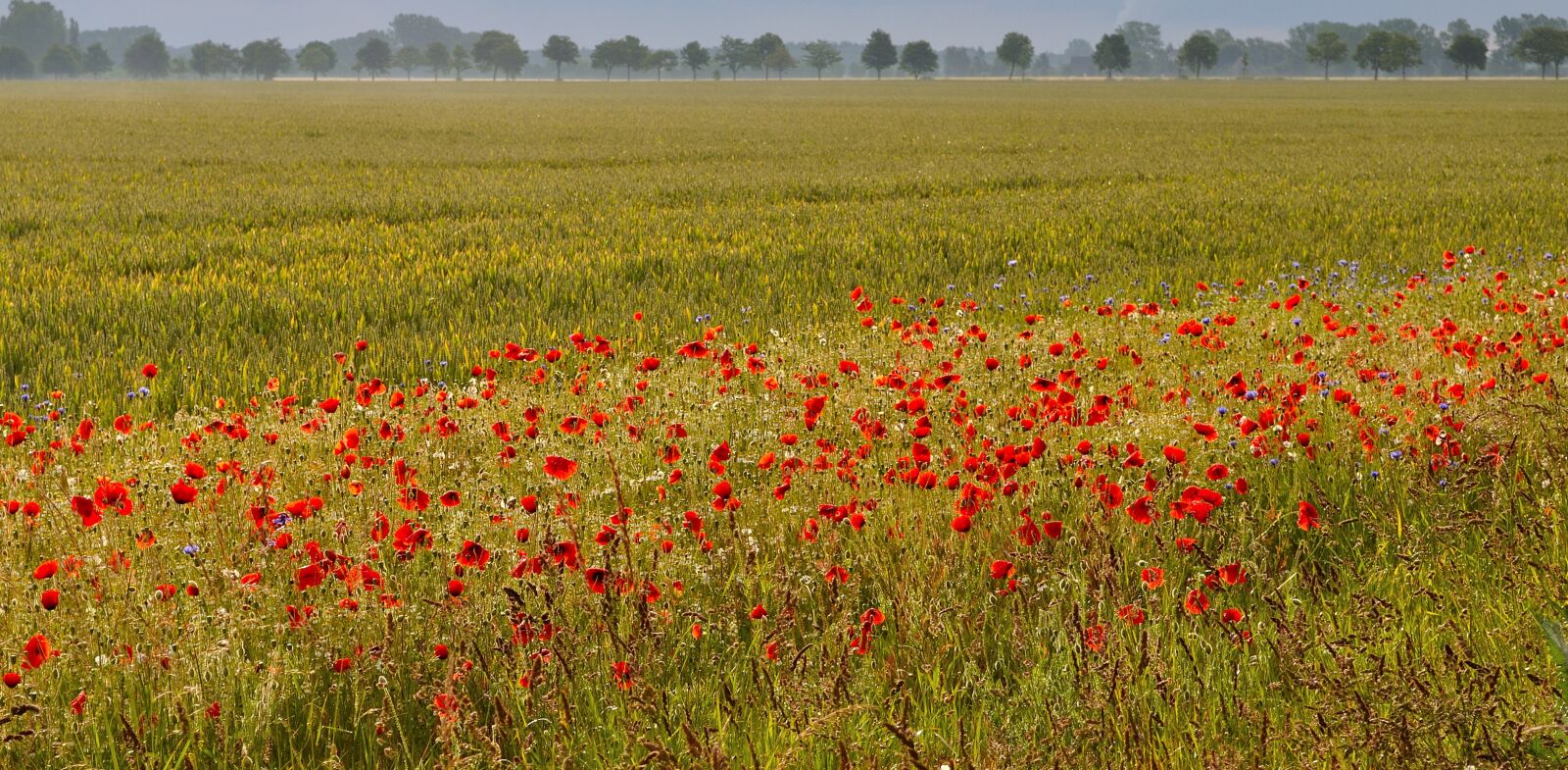 Nikon D5000 sample photo. Morning, nature, morgenstimmung photography