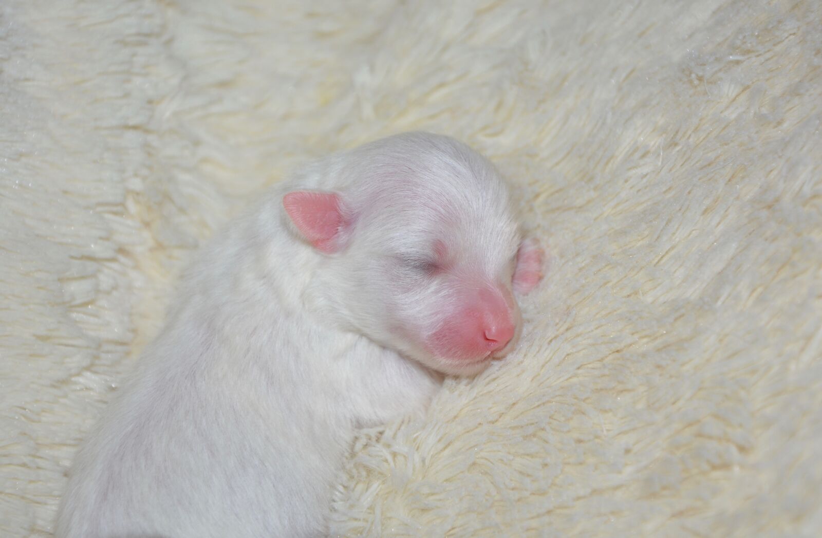 Nikon D5200 sample photo. Puppy, puppy cotton tulear photography